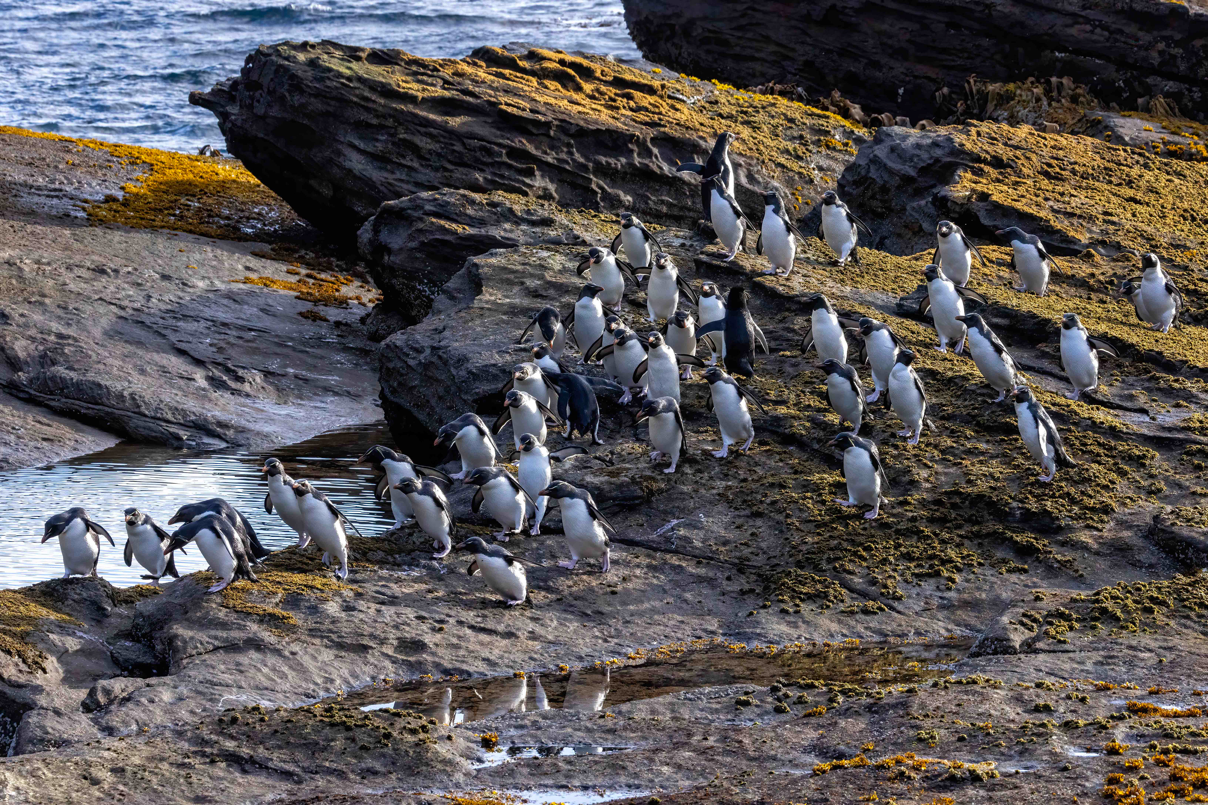 Southern Rockhoppers heading back to the colony after a day out at sea - Falklands