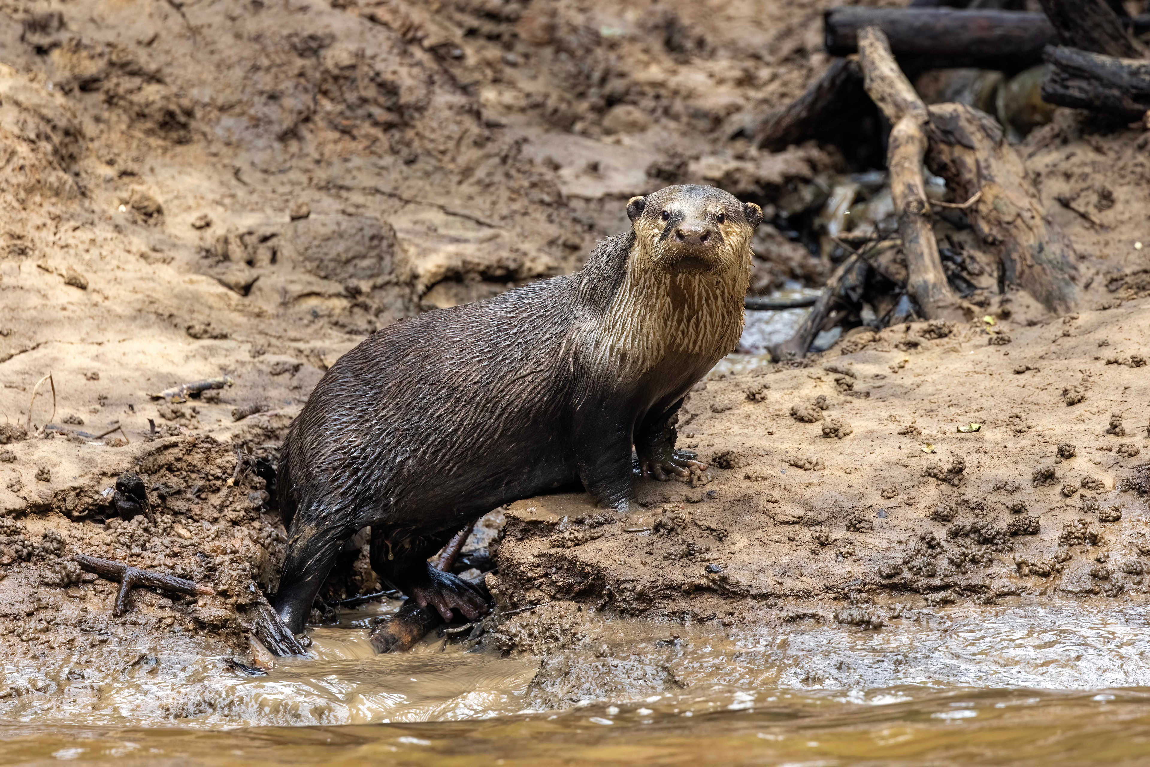 Rarely seen Congo Clawless Otter on the bank of the Mambvili River - Odzala, Republic of Congo-RM