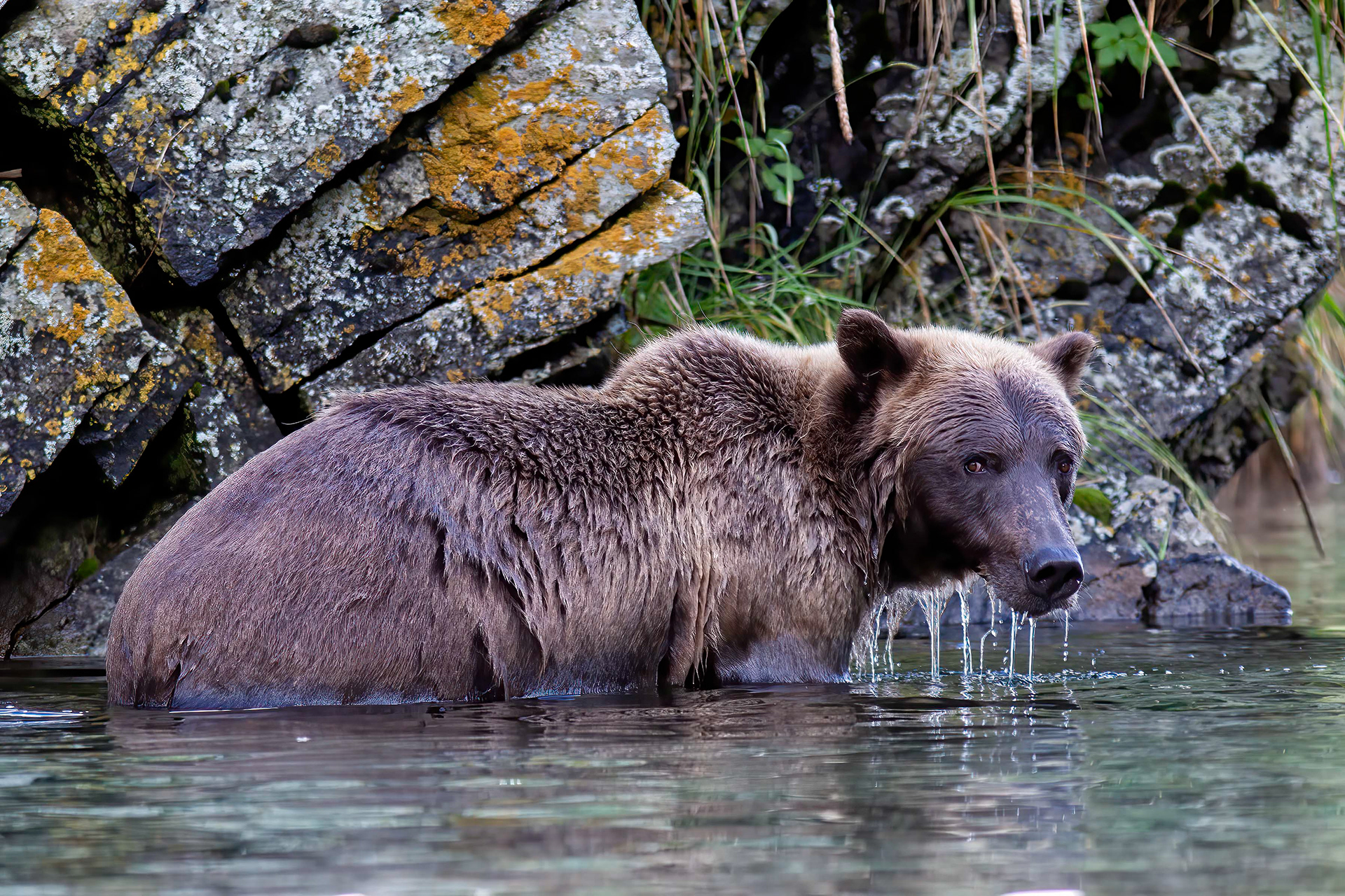 Grizzly Bear in a deep coastal stream - Katmai Alaska - RM 