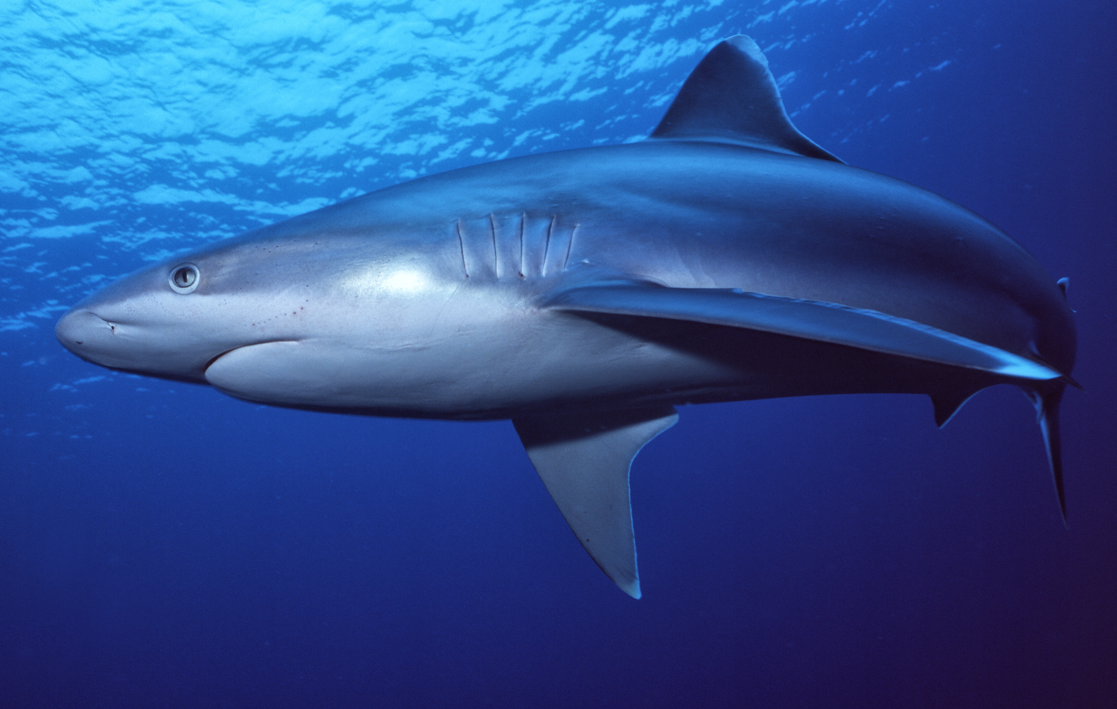 Silvertip Reef Shark - Papua New Guinea