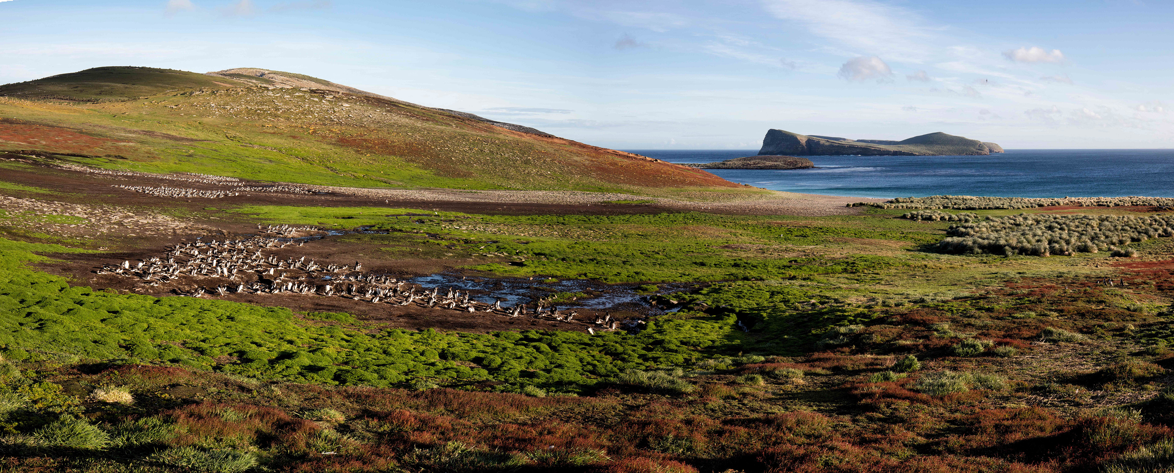 Early morning at the Gentoo Penguin colonies at the north of New Island - Falklands