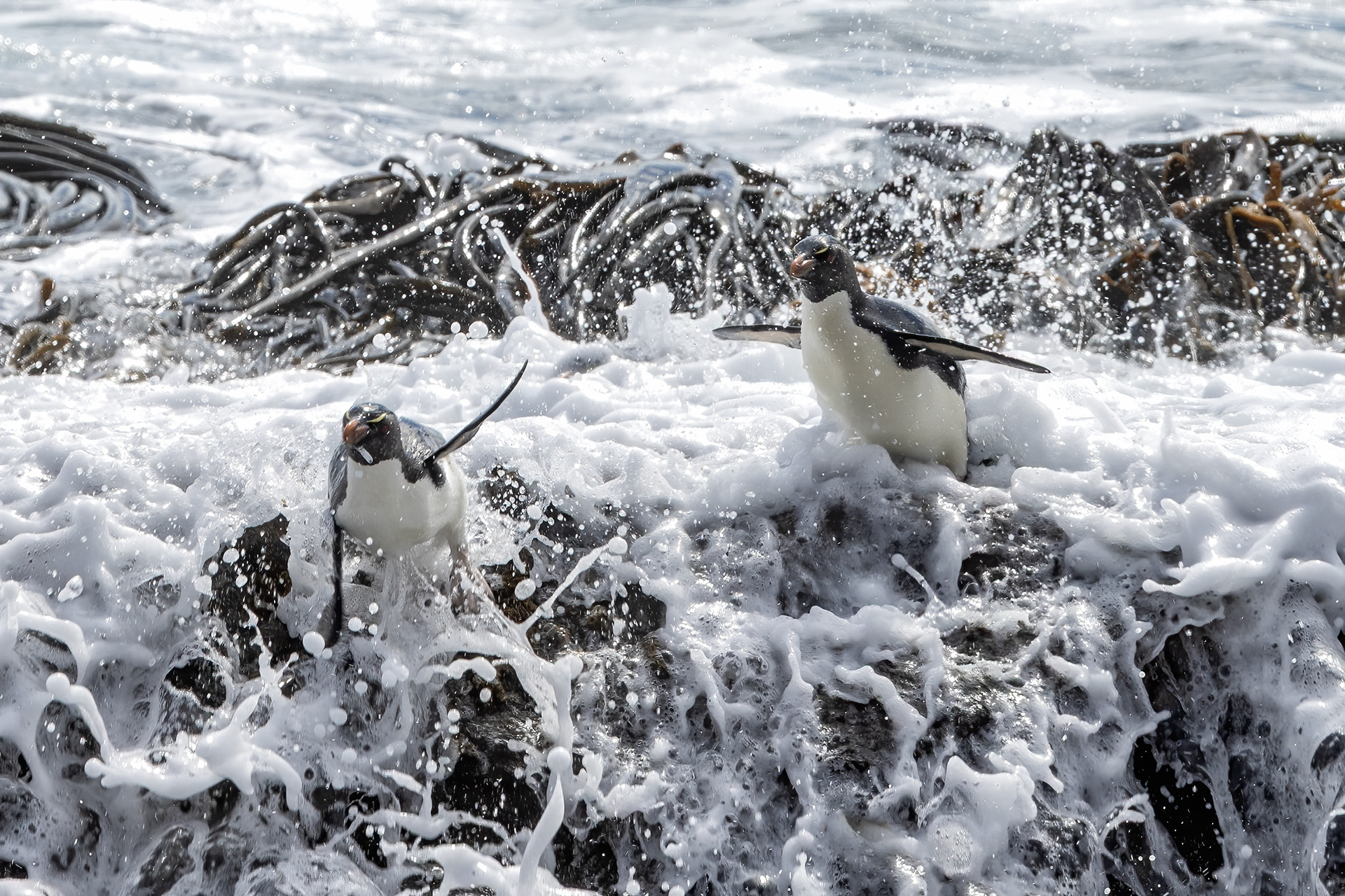 Southern Rockhoppers trying to outrun the crashing surf - Falklands - RM
