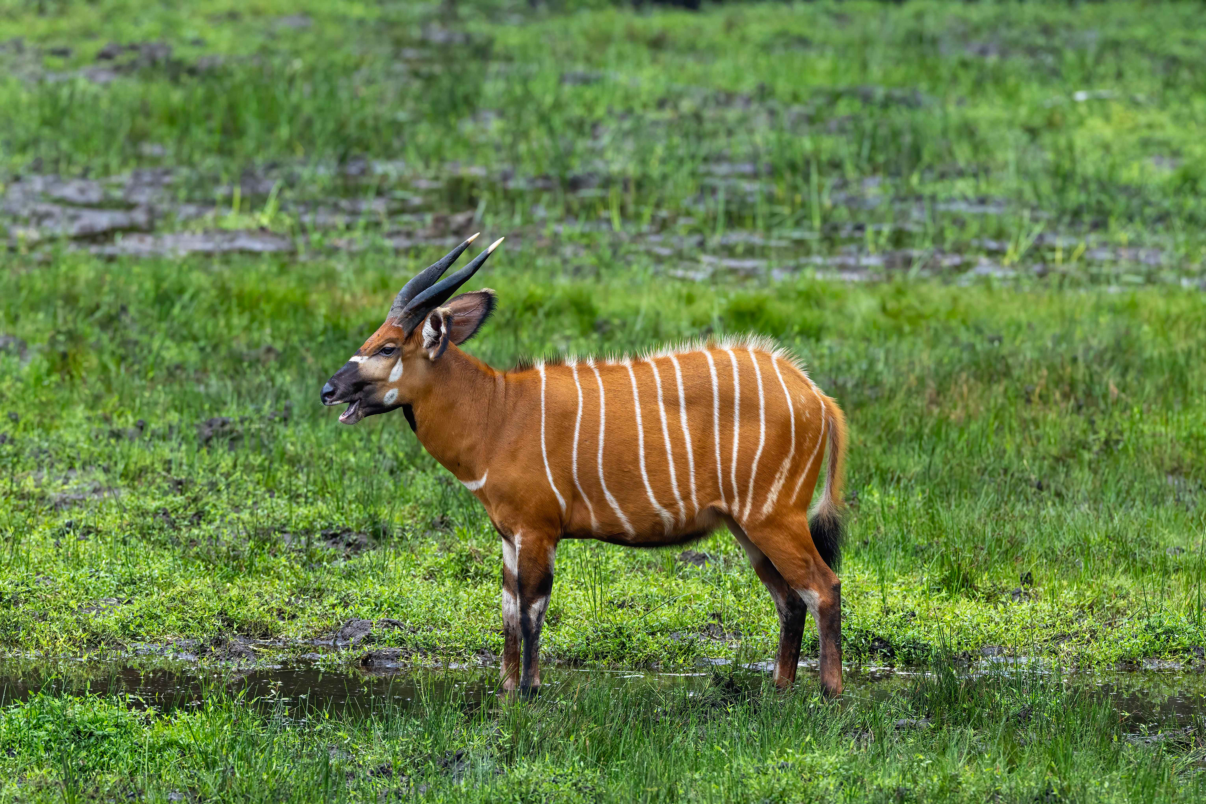 Bongo - Odzala, Republic of Congo