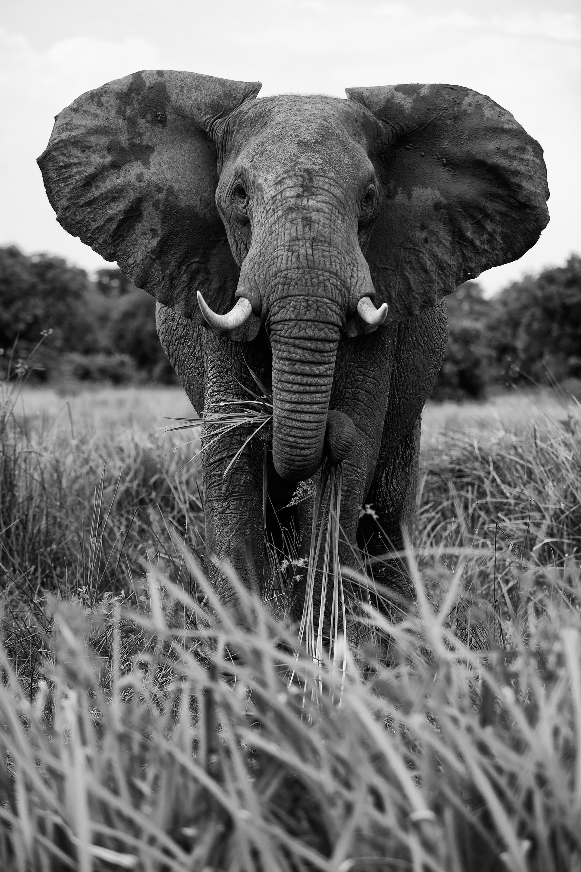 Elephant browsing at the edge of the Nike - Uganda