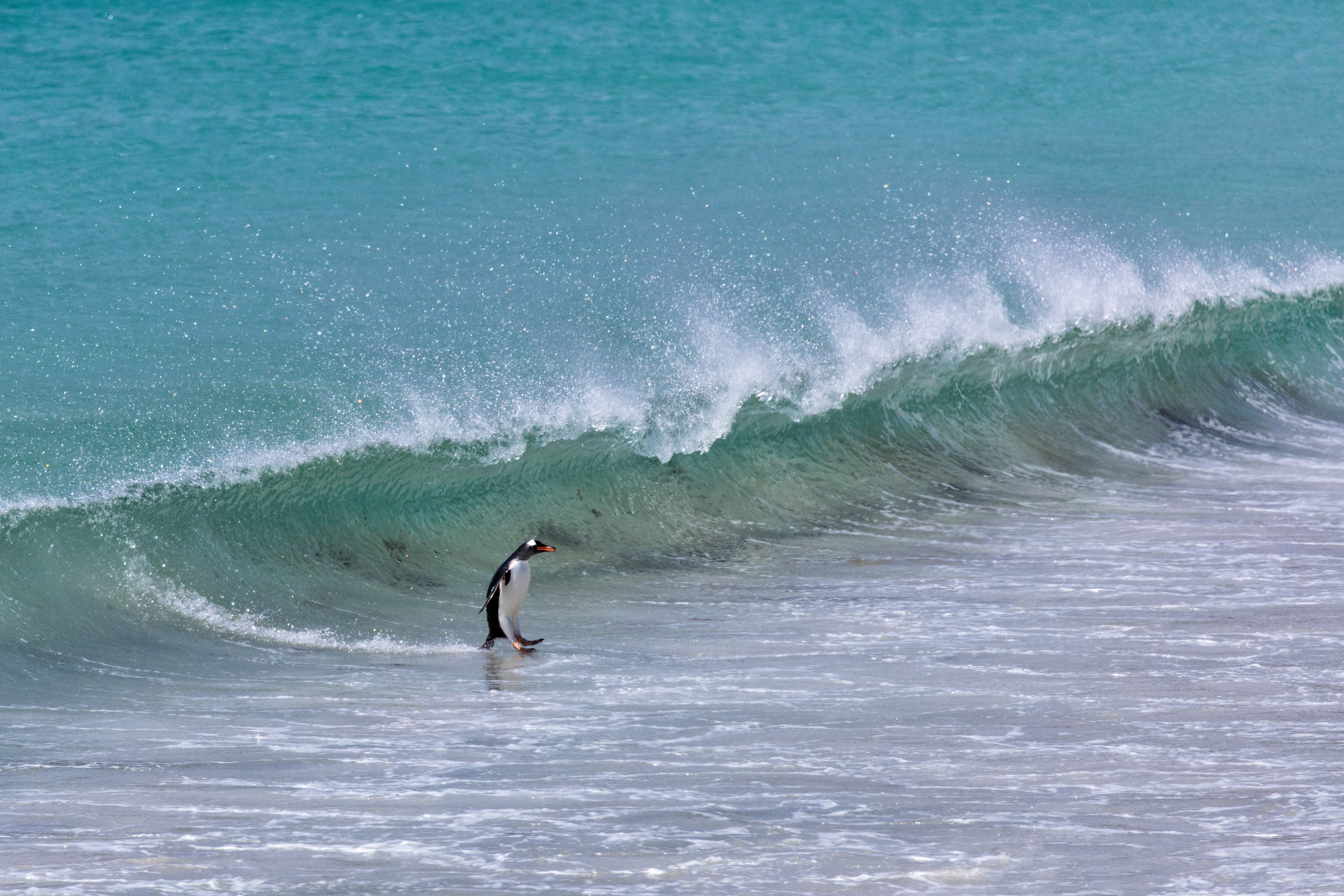 Gentoo Penguin surfing in - Falklands