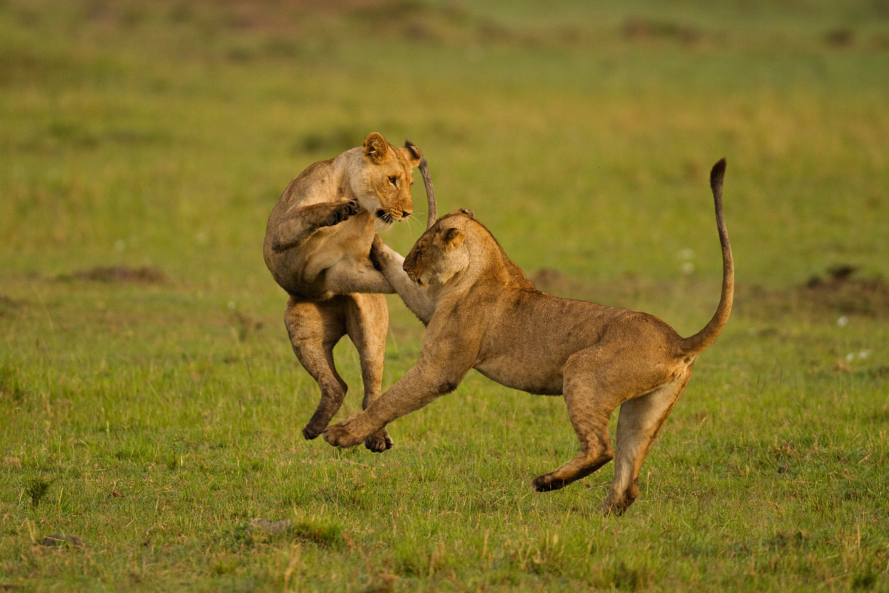 Young Lions play-fighting - Masai Mara