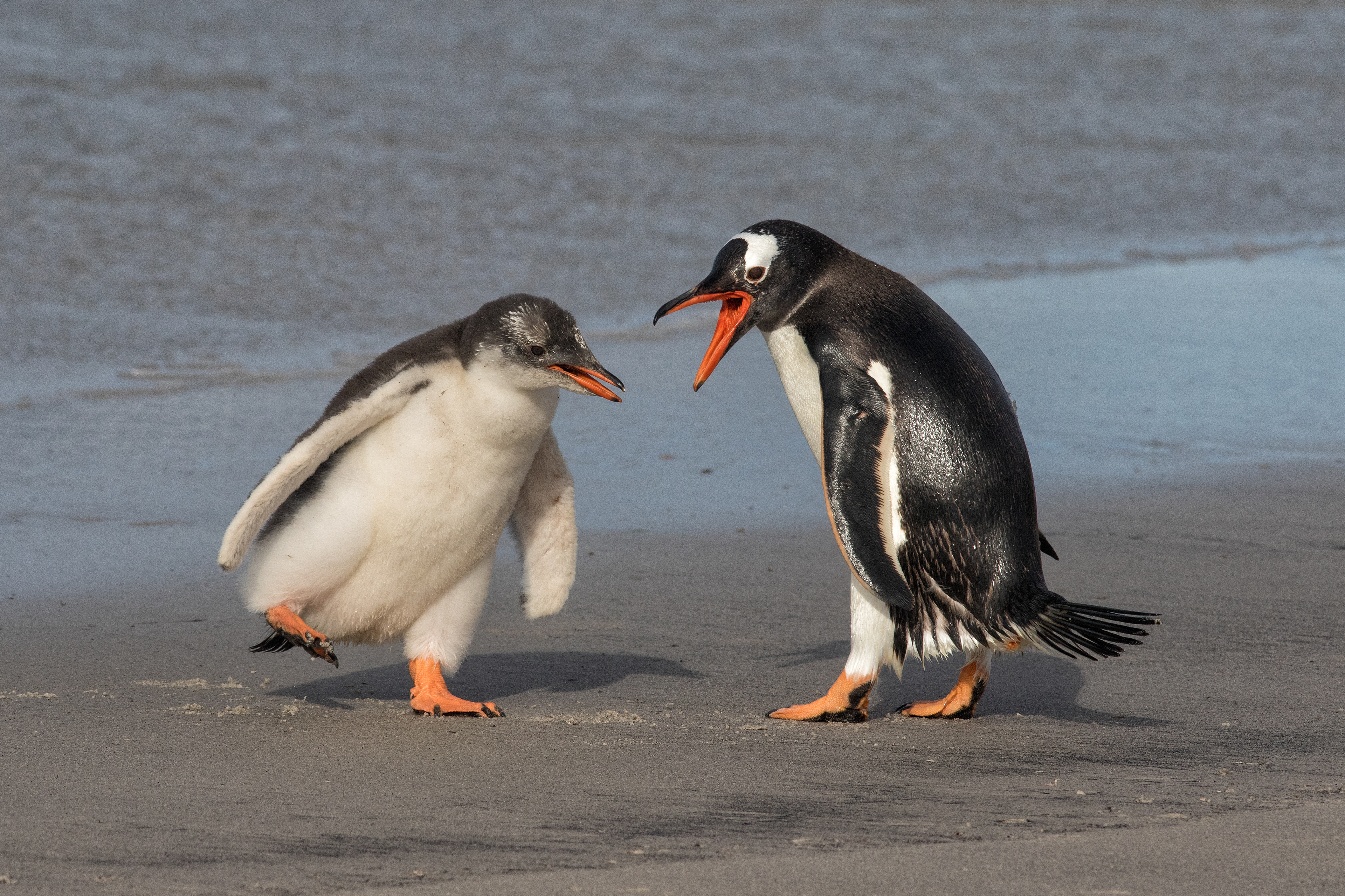 Gentoo Penguin being harassed by its hungry chick - Falklands - RM