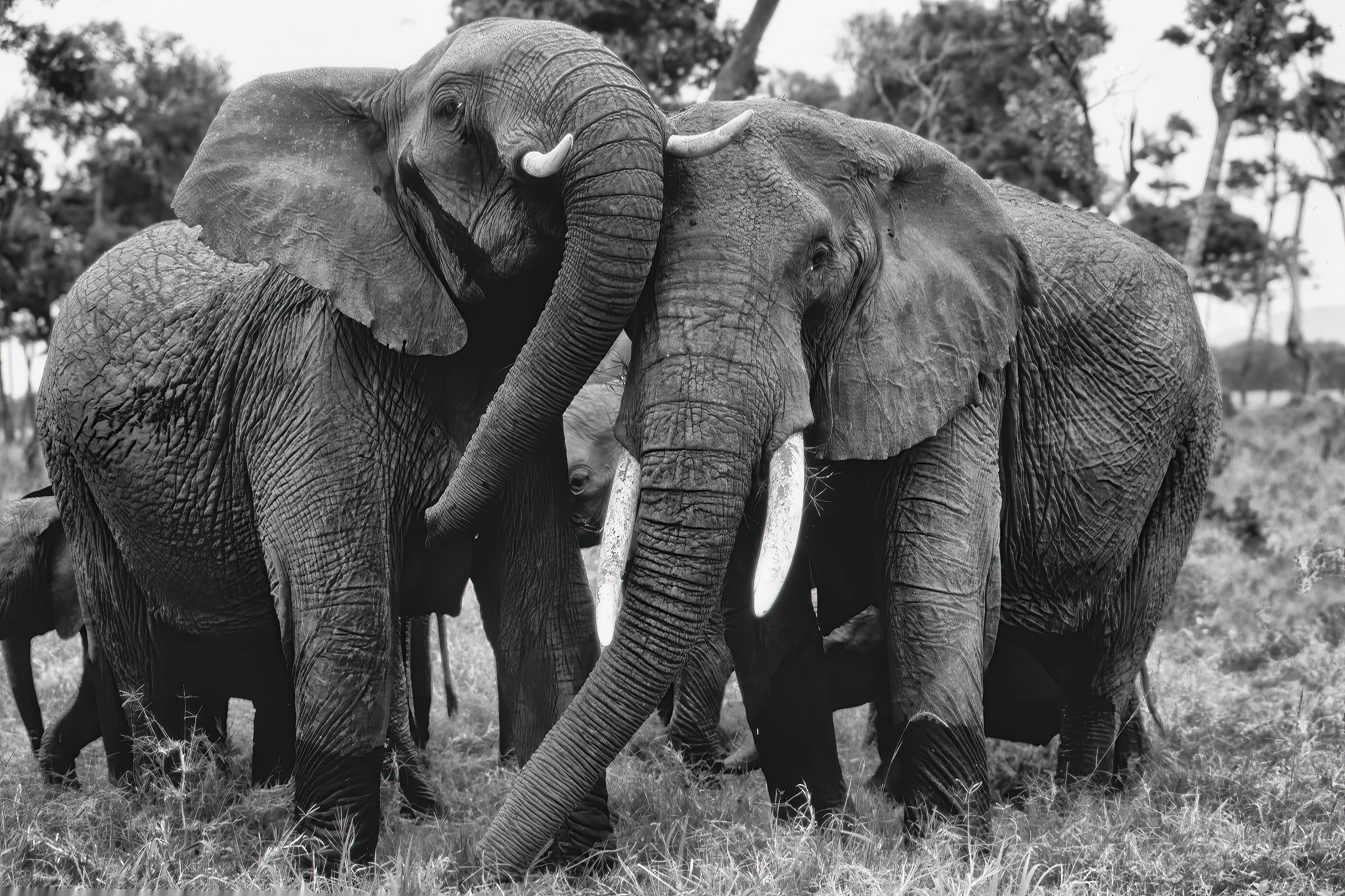Elephants playing - Masai Mara