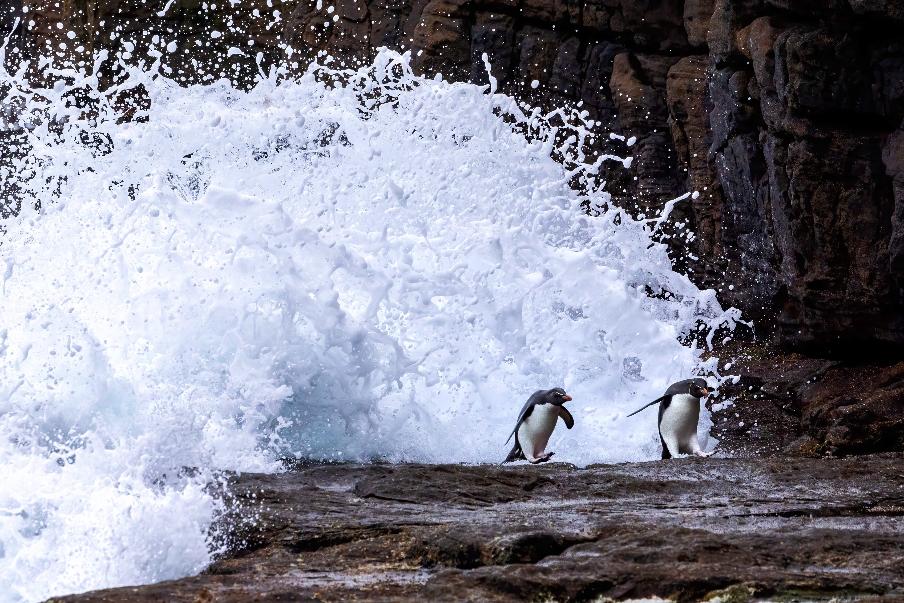 Southern Rockhoppers trying to outrun the breaking surf - Falklands