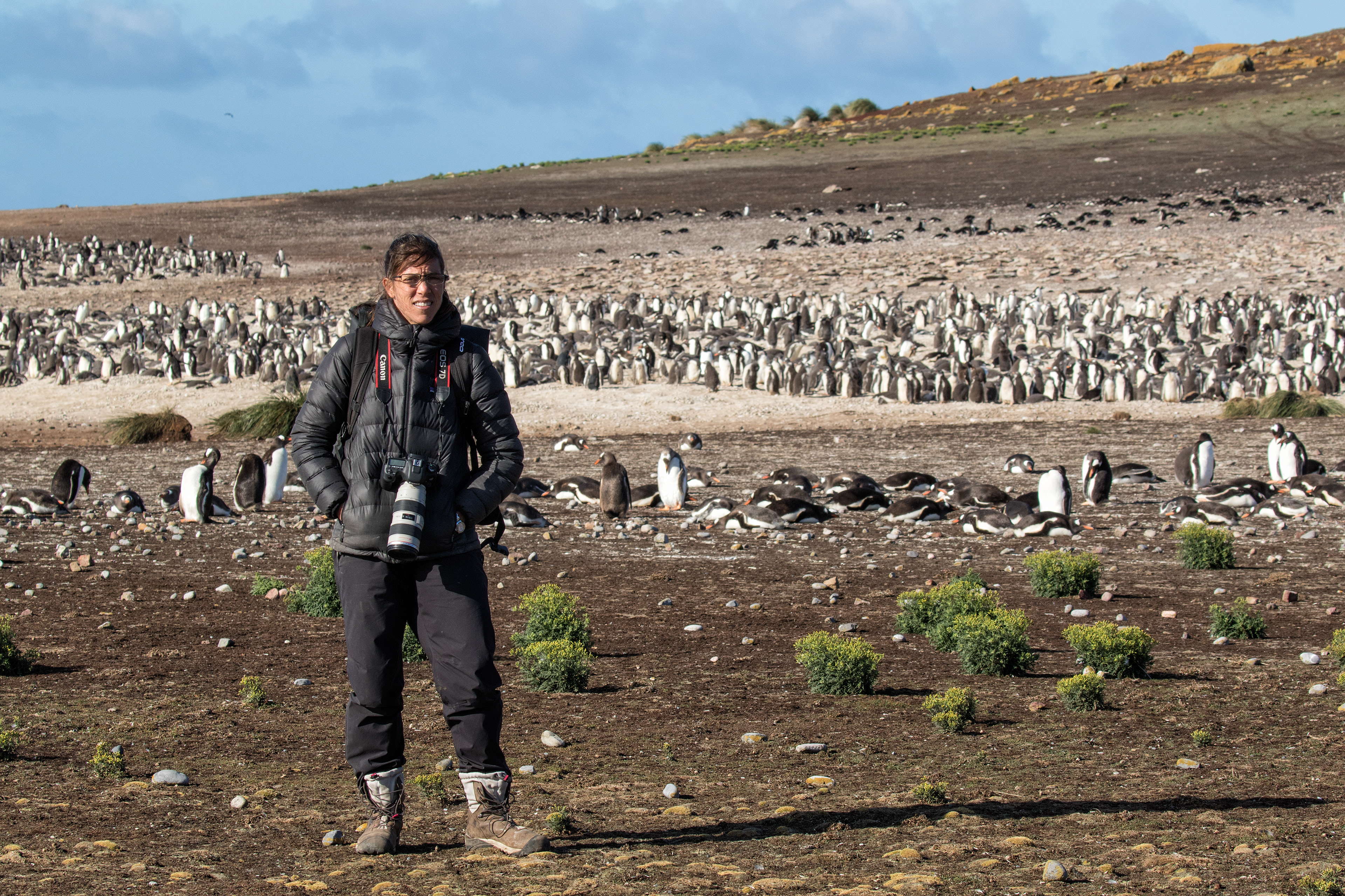Robin enjoying the warmth of the sun beside a huge Gentoo Penguin colony - Falklands
