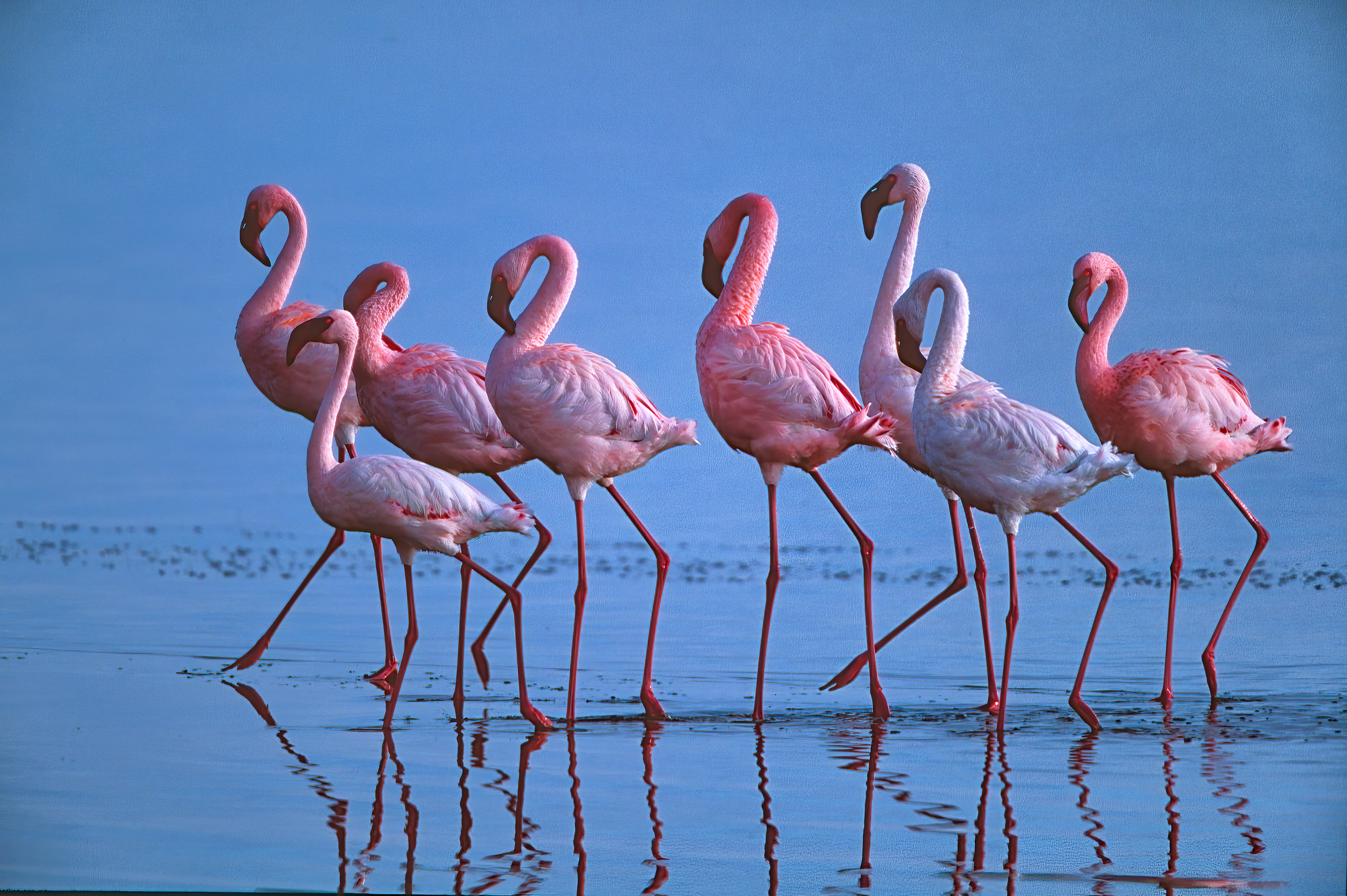 Greater Flamingos - Nakuru, Kenya