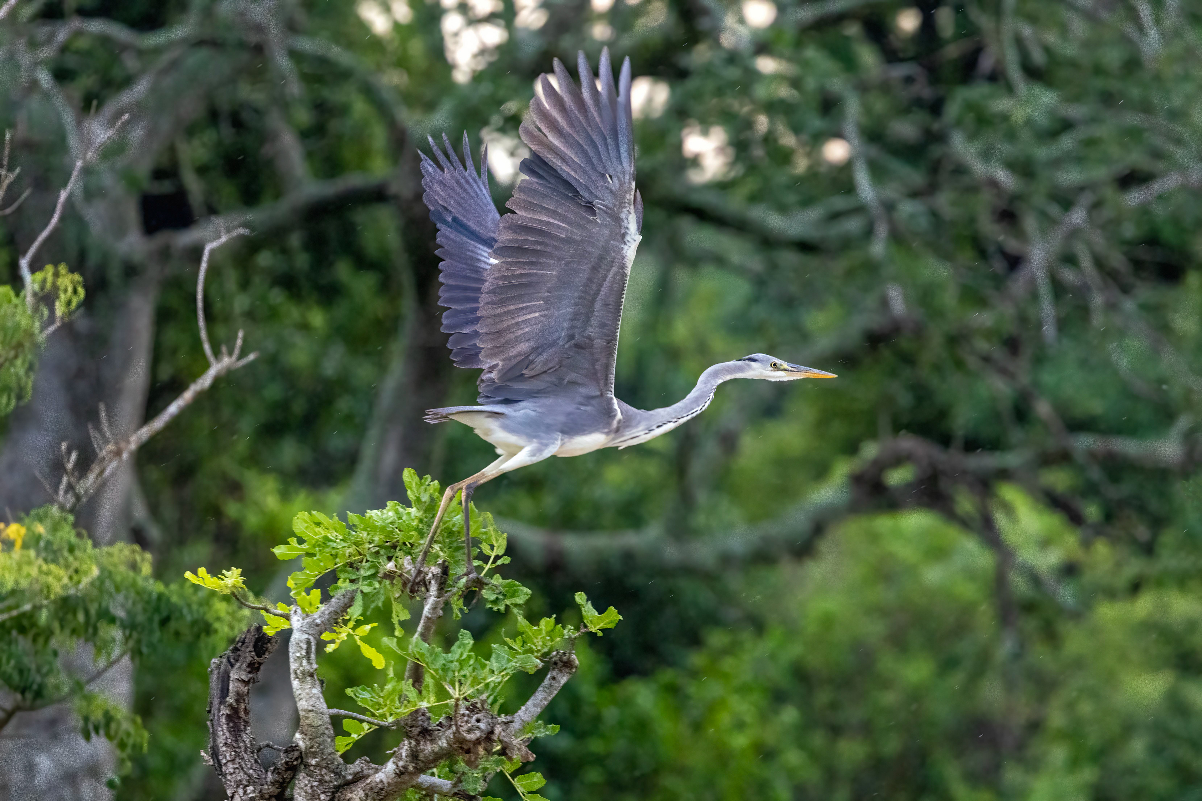 Black-headed Heron - Murchison Falls National Park, Uganda