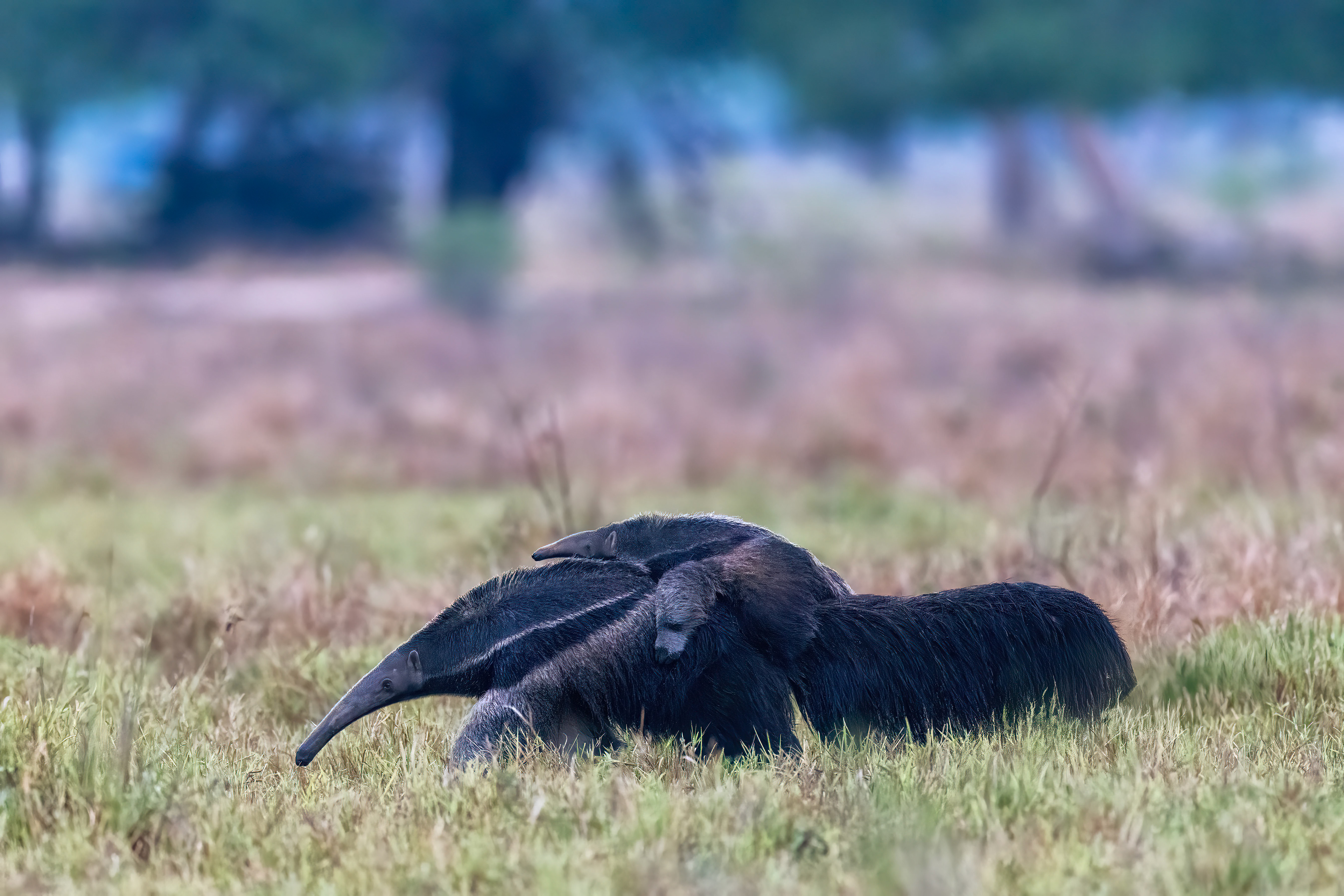 Giant anteater mother and baby