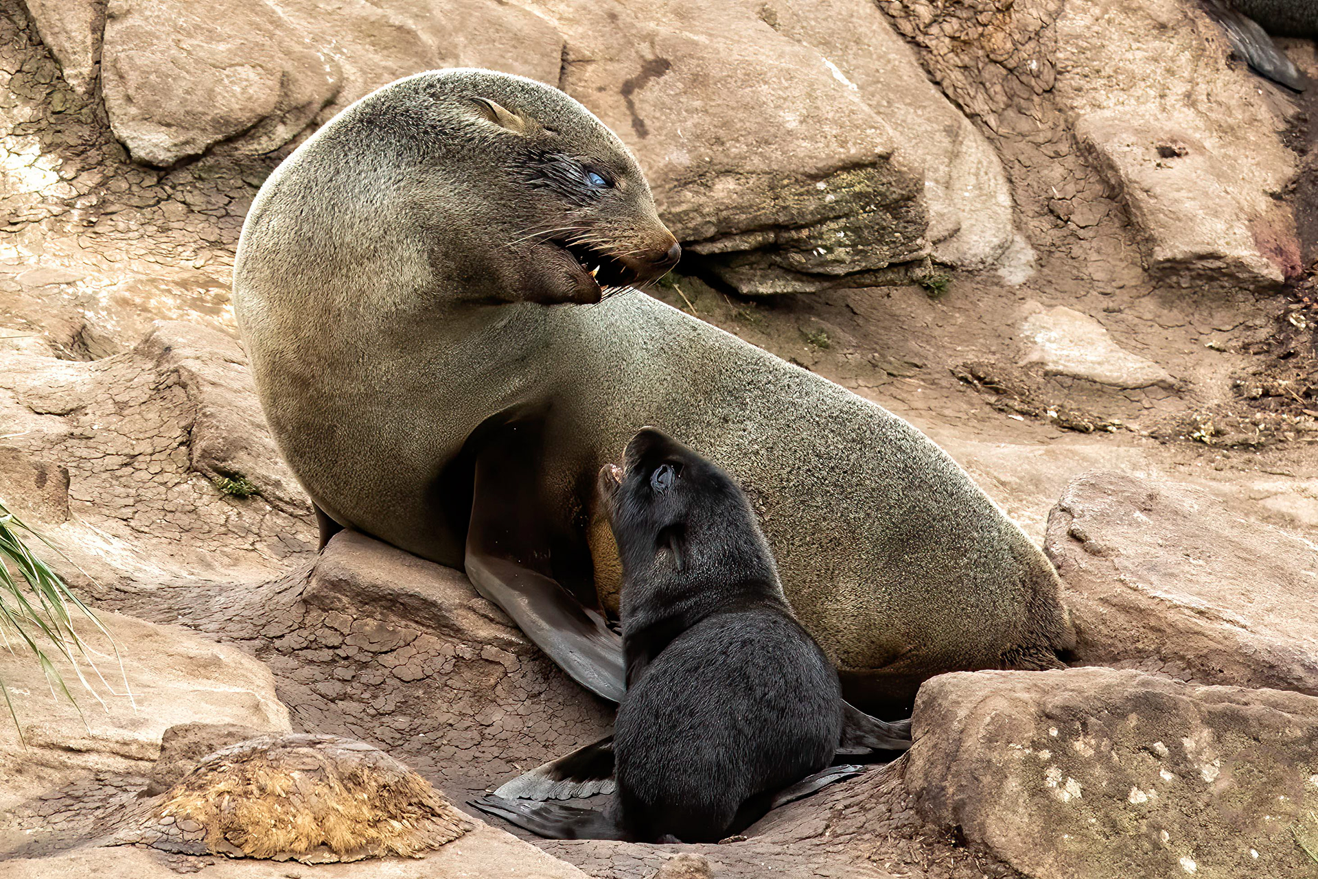 Fur seal with newly born pup - Falklands - RM