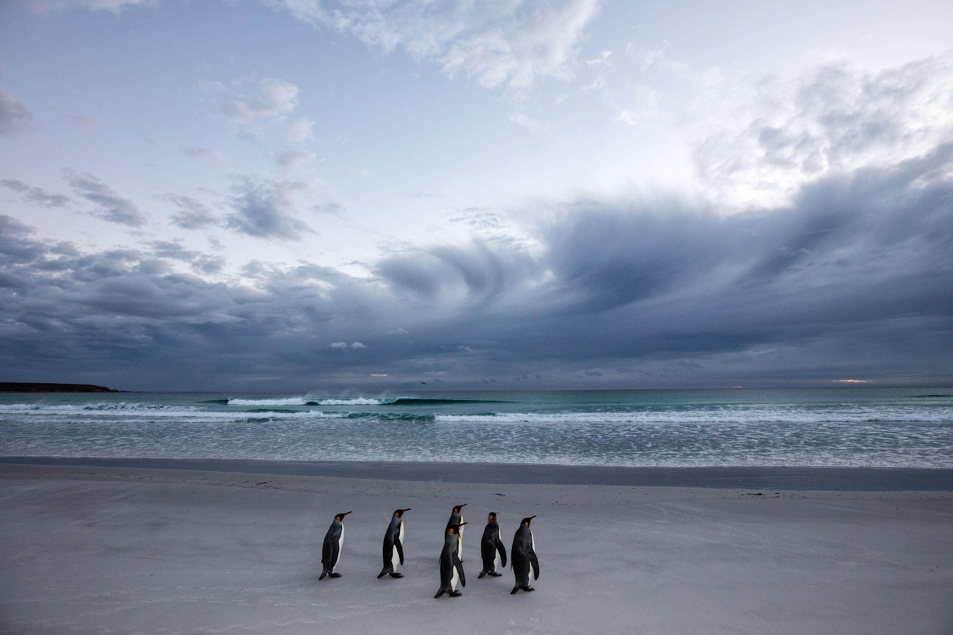 King Penguins at dawn - Falklands
