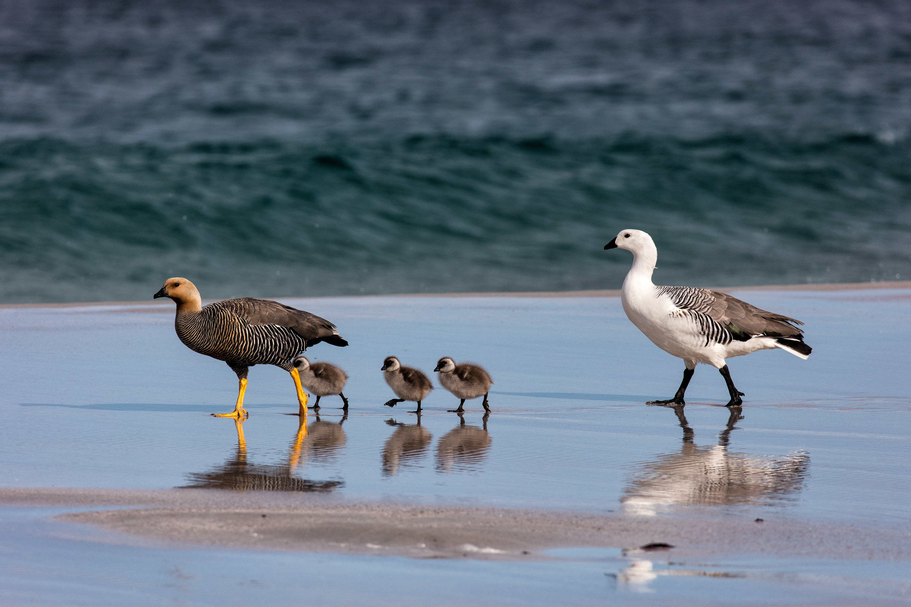 Kelp Goose family - Falklands