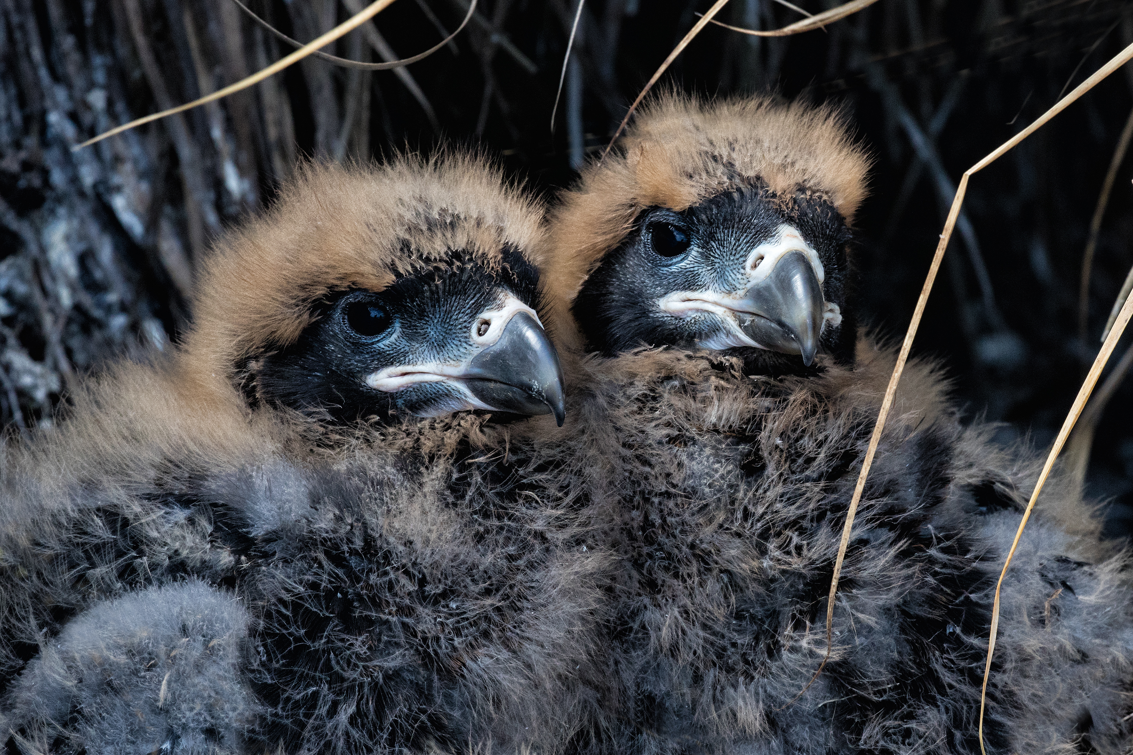 Striated Caracara chicks - Falklands
