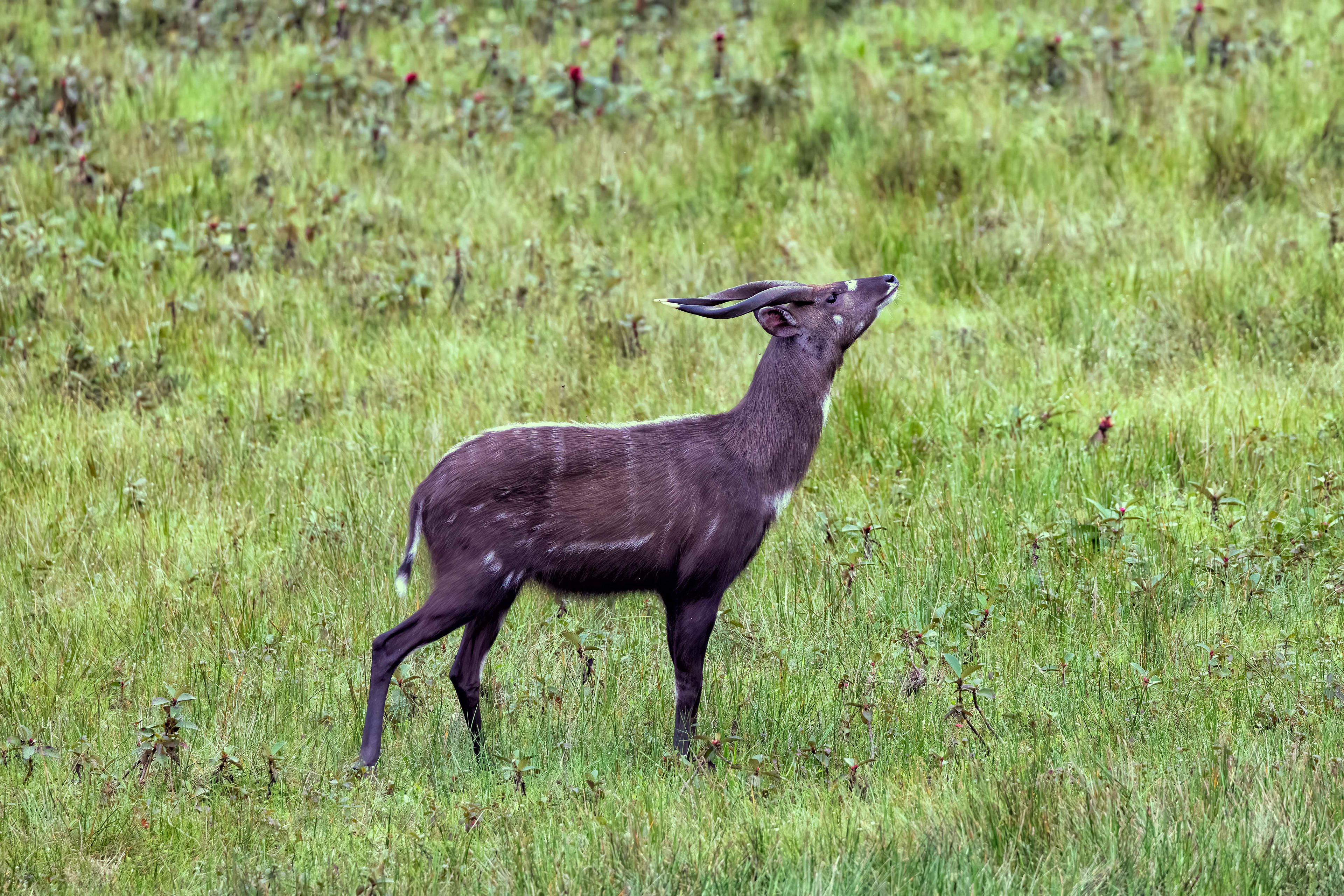 Sitatunga - Odzala, Republic of Congo - RM