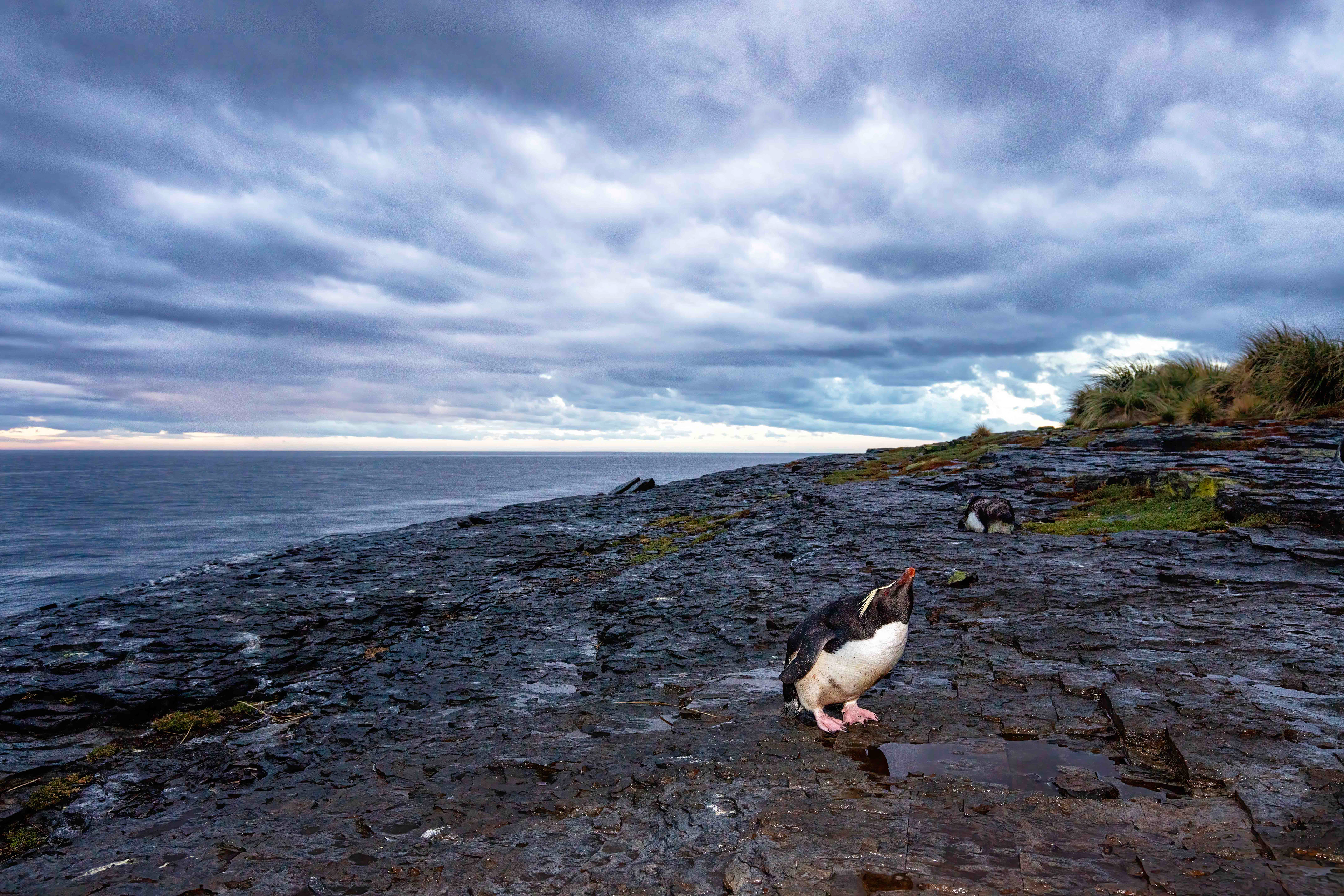 Rockhopper drinking rainwater from a small puddle at sunrise on Bleaker island - Falklands