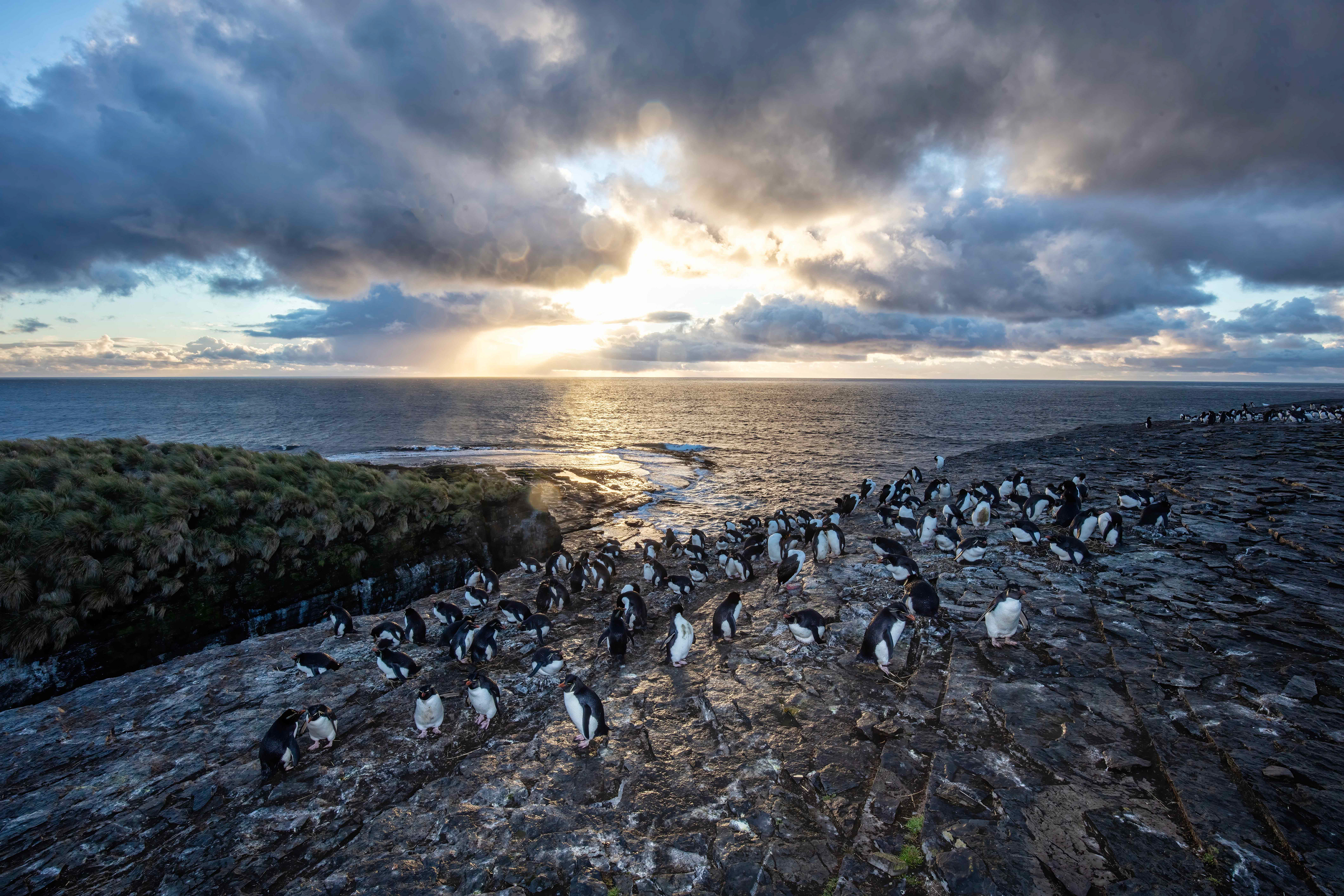 Rockhopper colony on Bleaker Island at sunrise - Falklands