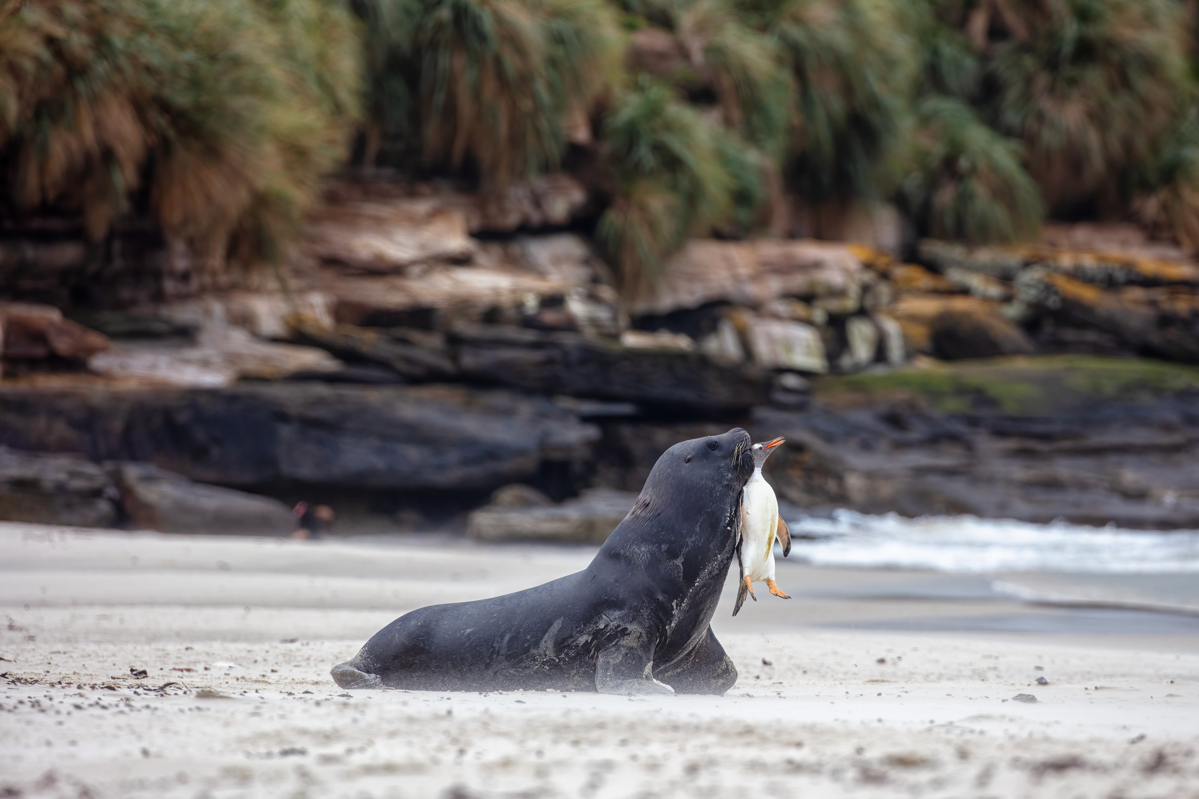 Male Sealion returning to the sea with a gentoo Penguin - Falklands