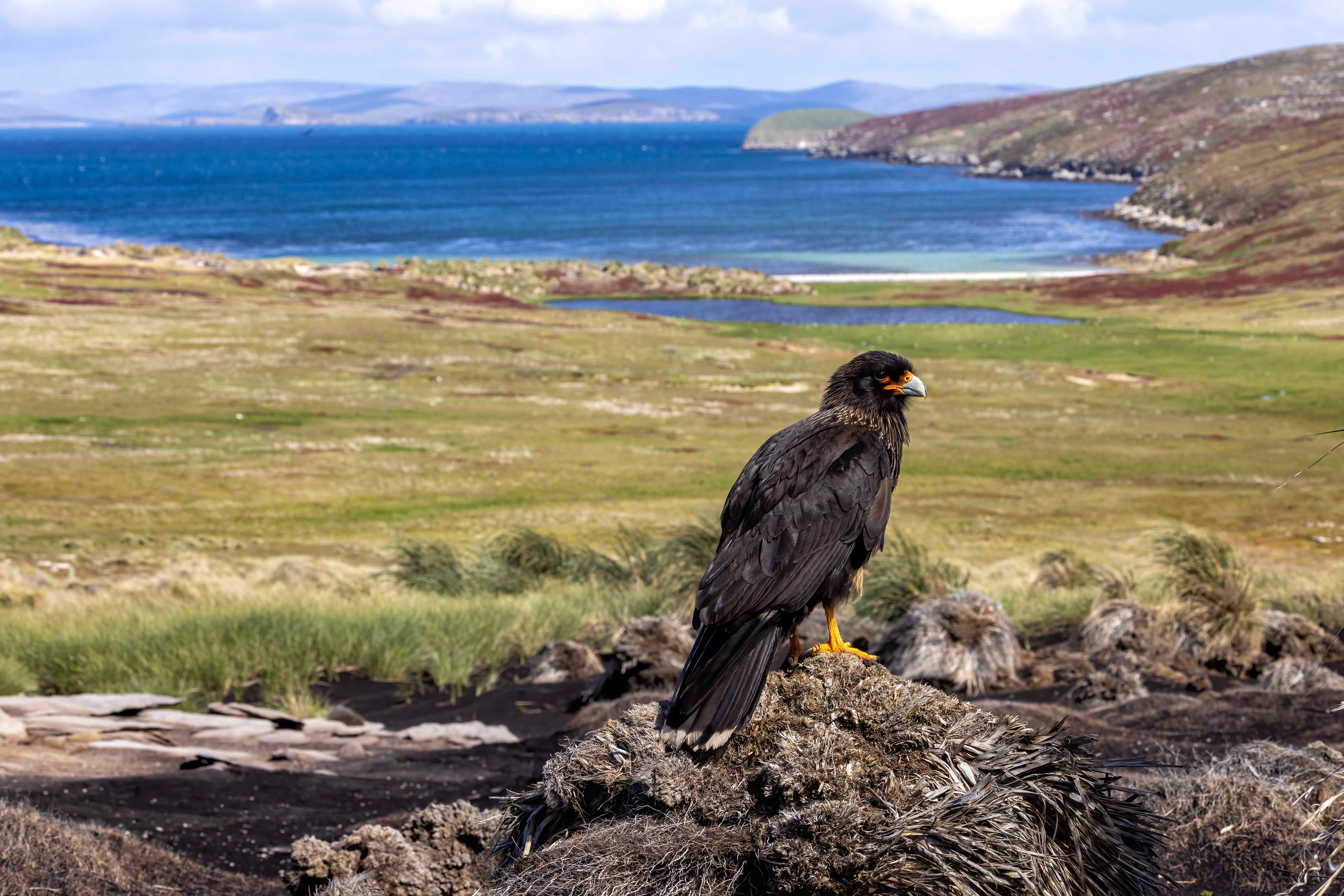 Striated Caracara overlooking North Harbour on new island - Falklands