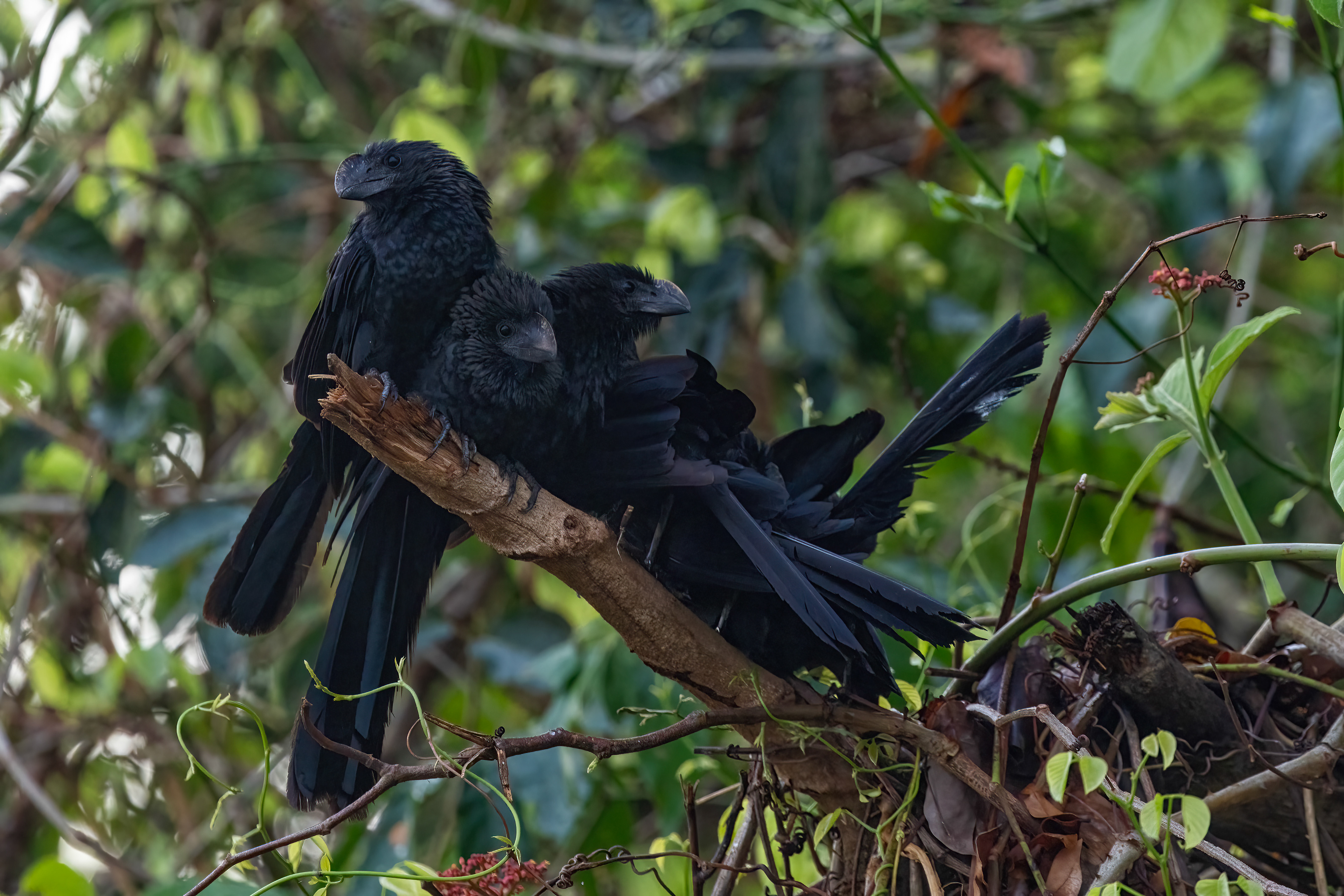 Smooth-billed Ani