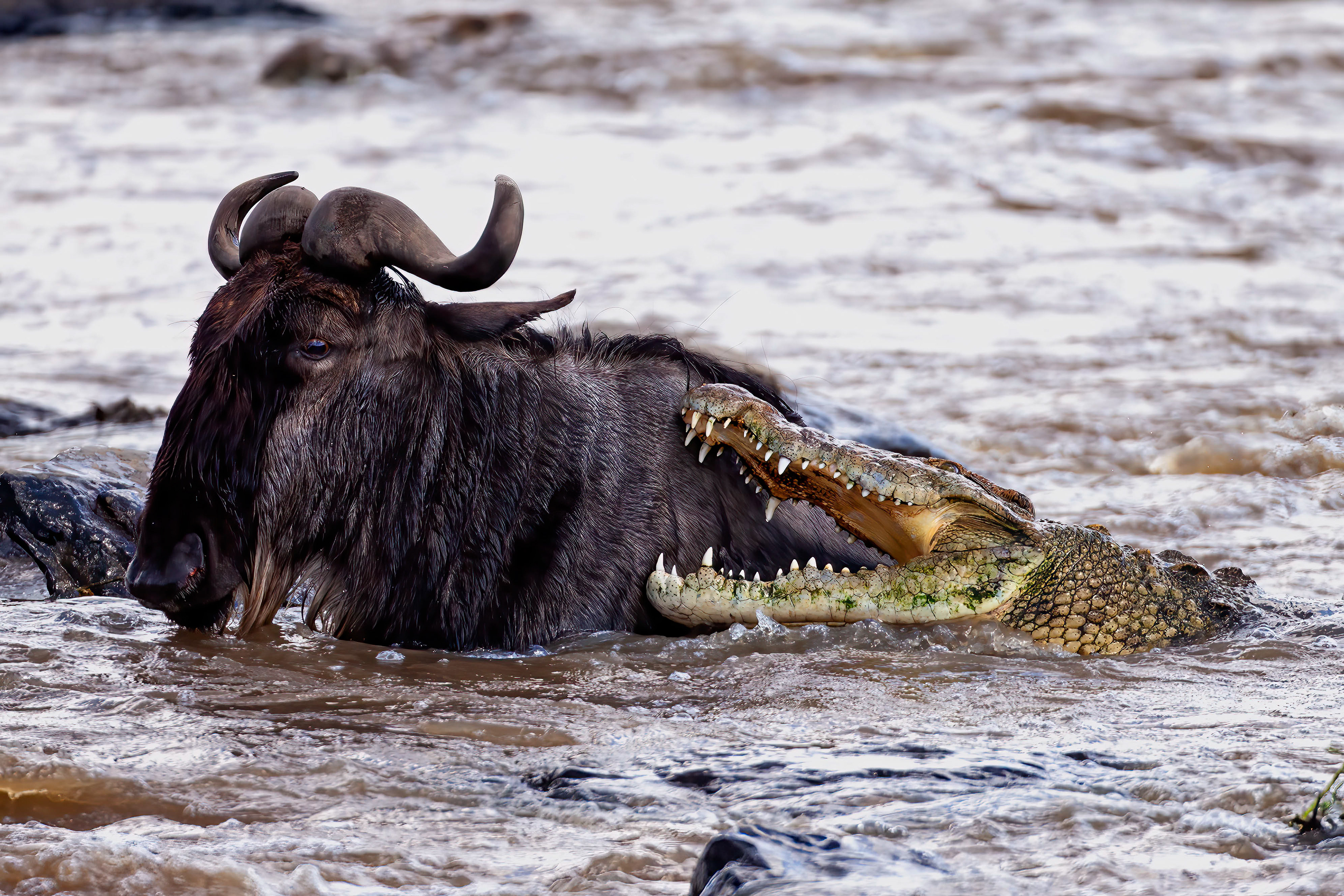 One of many Nile Crocodile's attacking a Wildebeest, which was injured crossing the Mara River - Masai Mara 