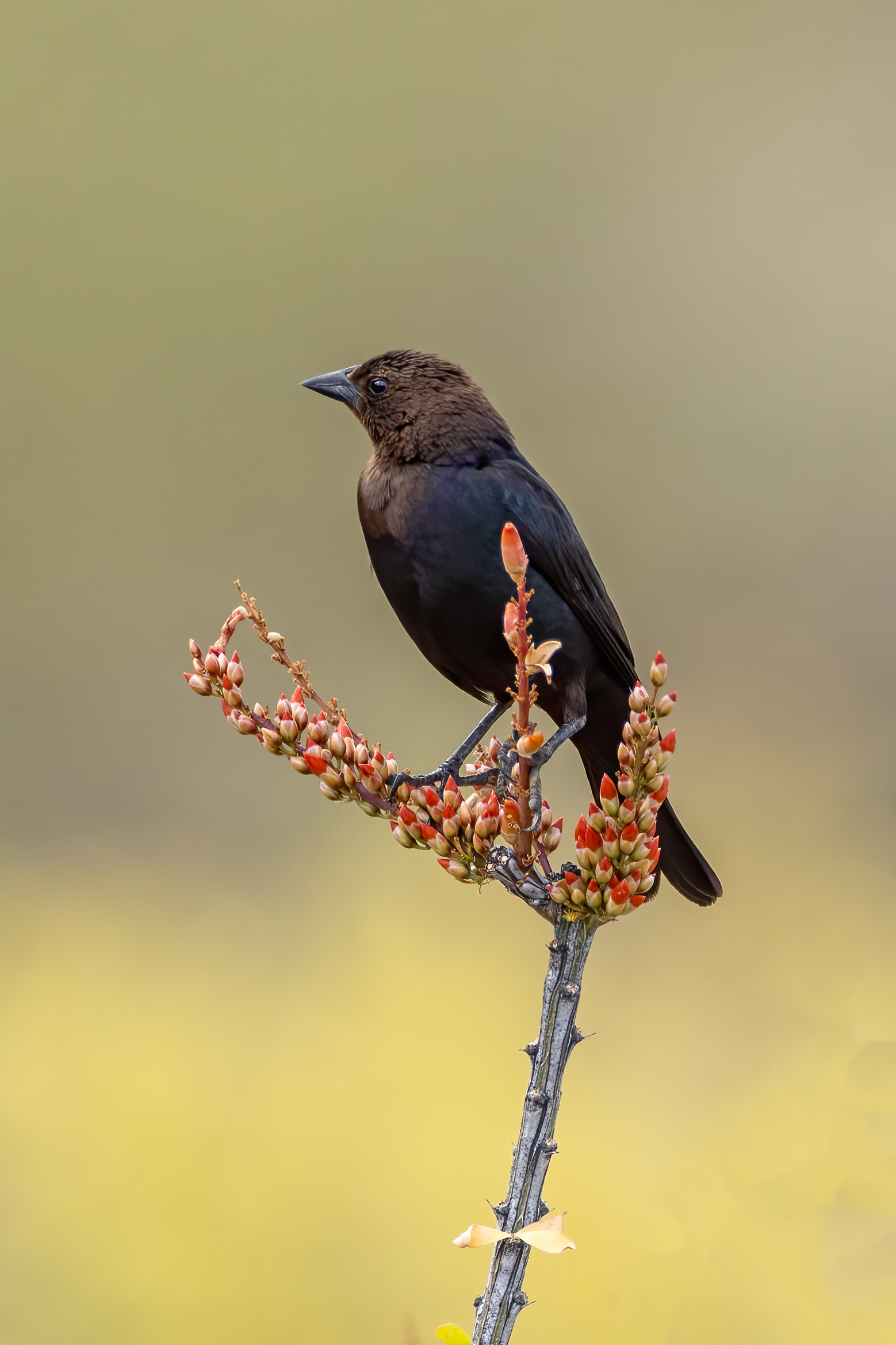 Red-winged Blackbird on flowering Ocotillo