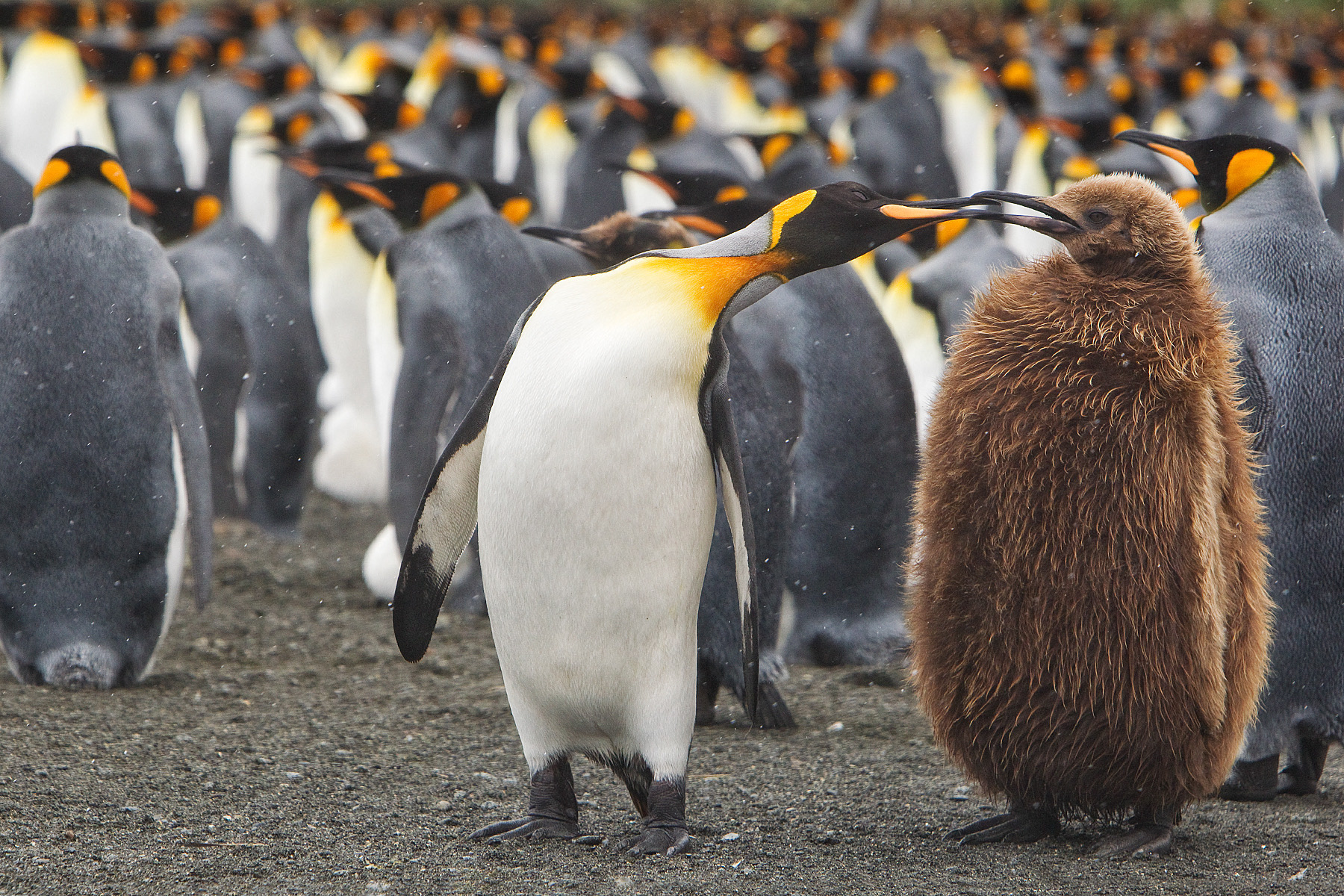 King Penguin and chick - South Georgia