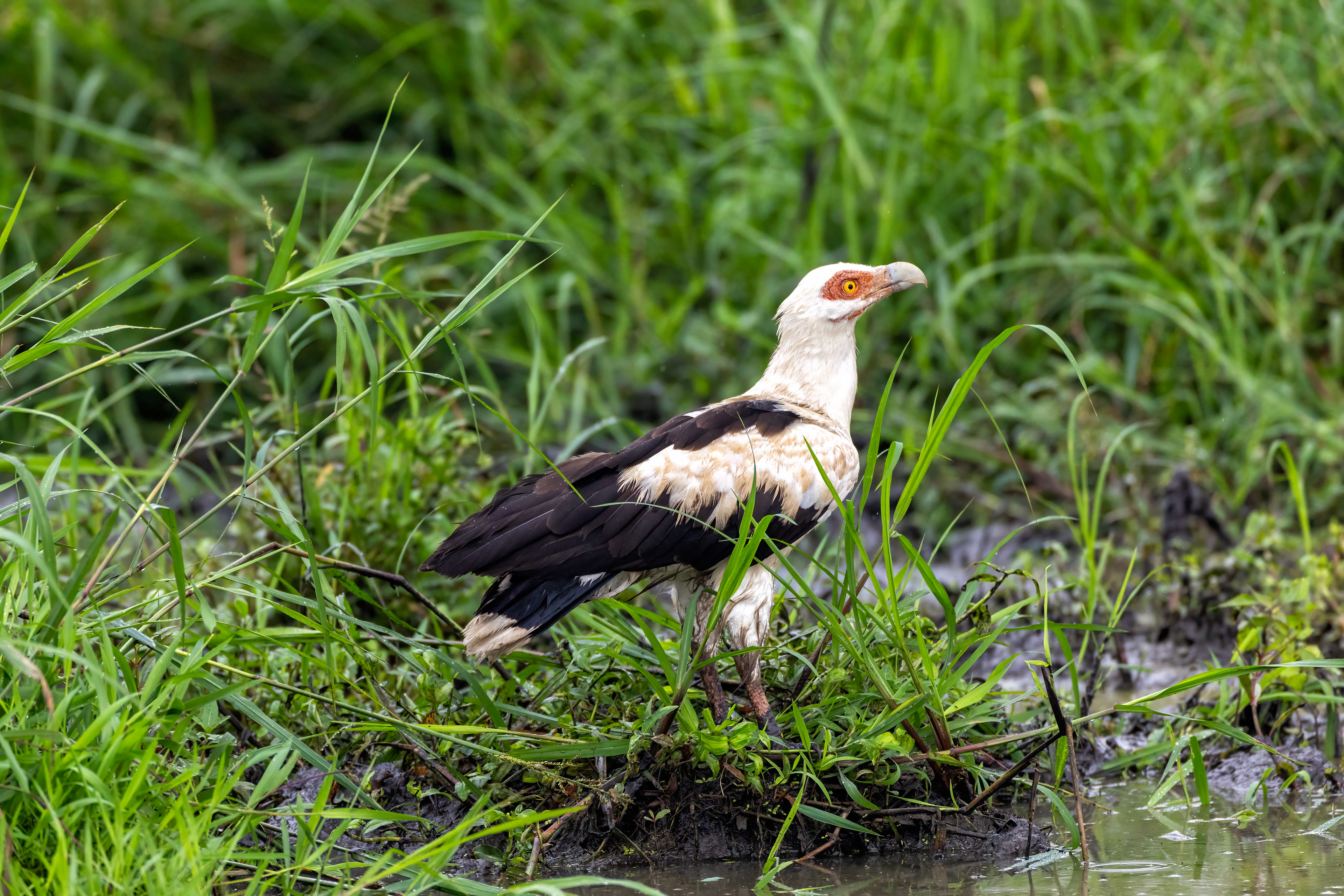 Palm-nut Vulture - Queen Elizabeth National Park, Uganda