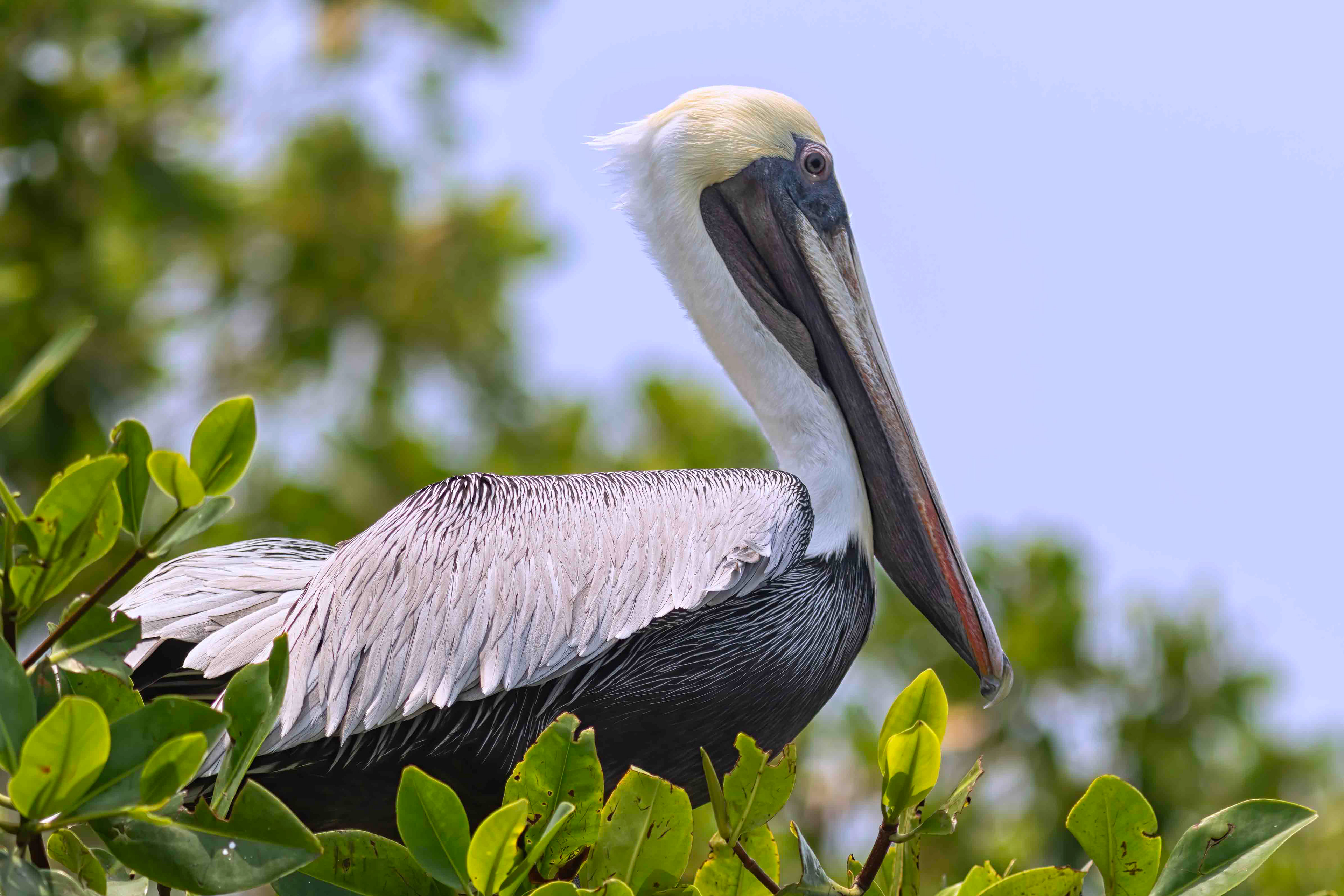 American White pelican - Belize - RM