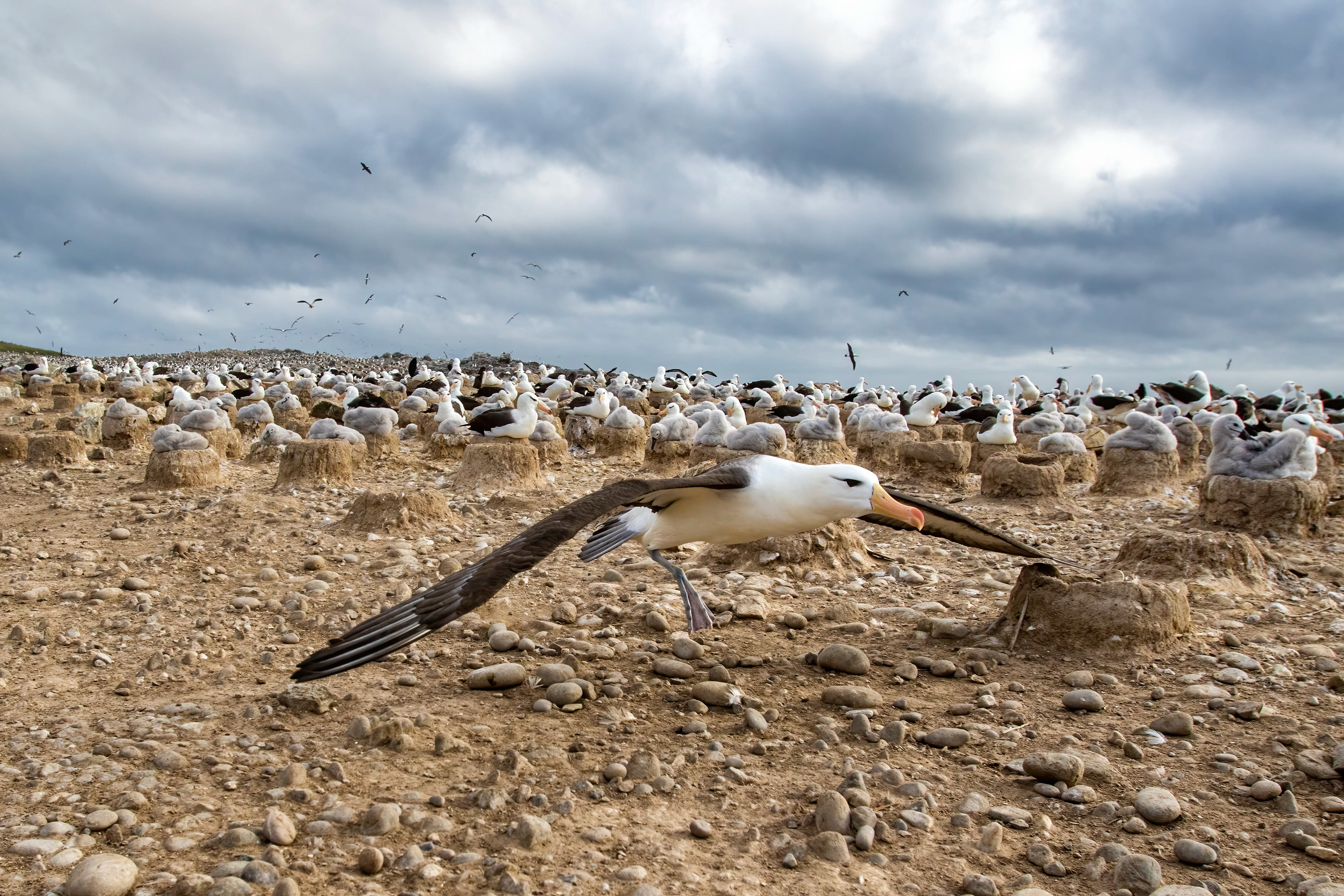 Black-browed Albatross runway beside colony on Steeple Jason - Falklands
