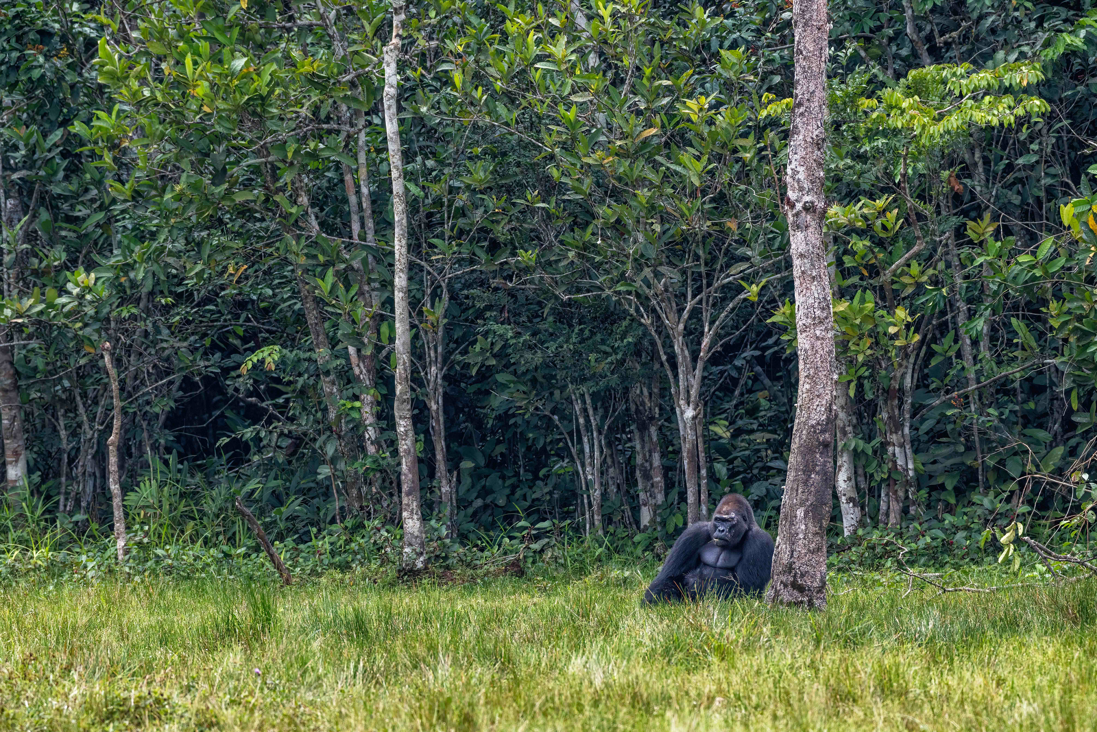 Western Lowland Silverback Gorilla - Odzala, Republic of Congo