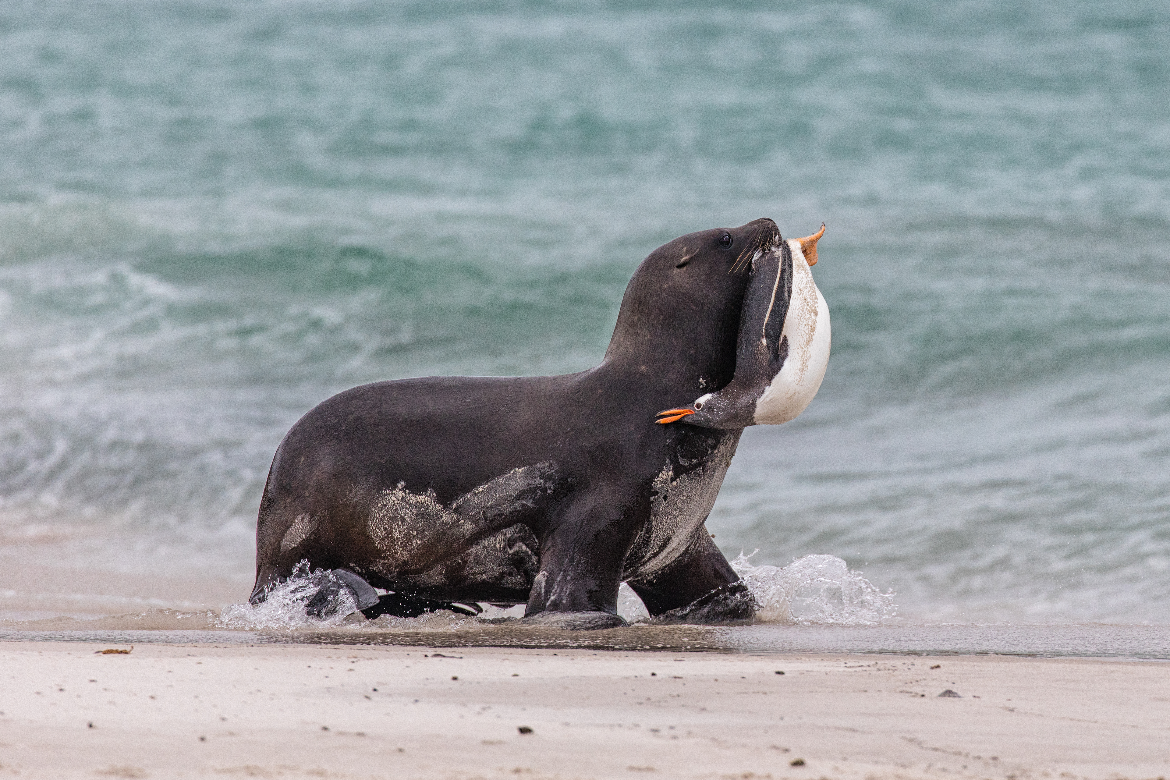 Sealion grabbing a Gentoo Penguin on its return to the beach - Falklands