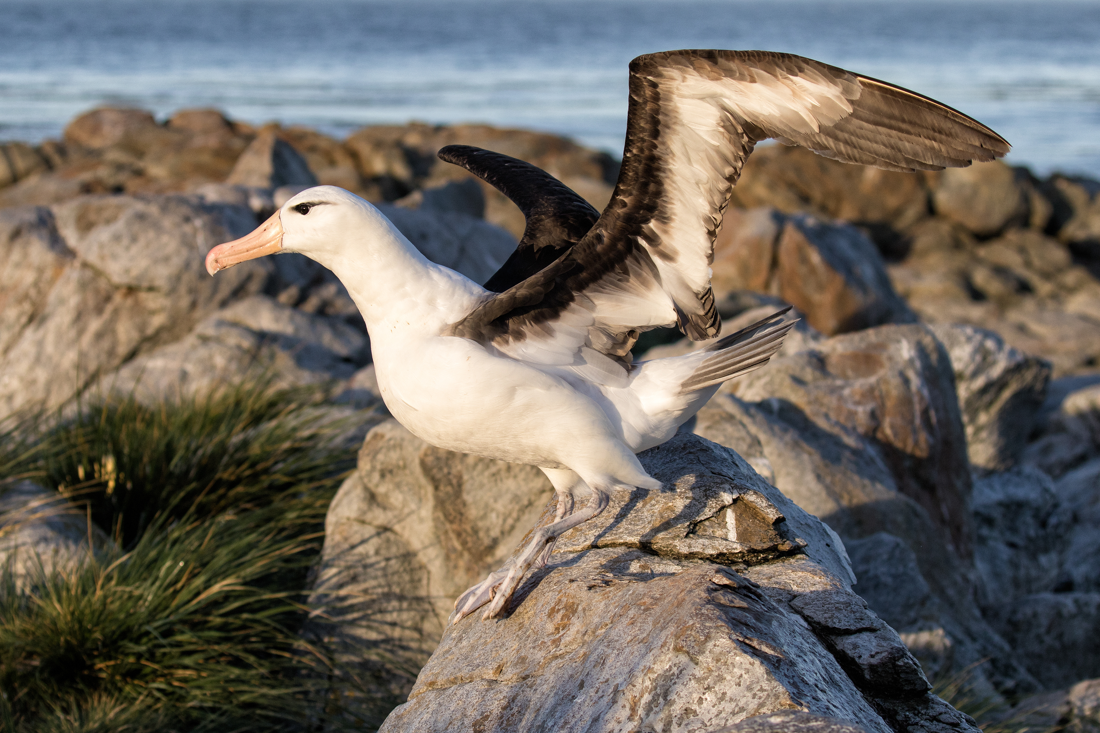 Black-browed Albatross - Falklands