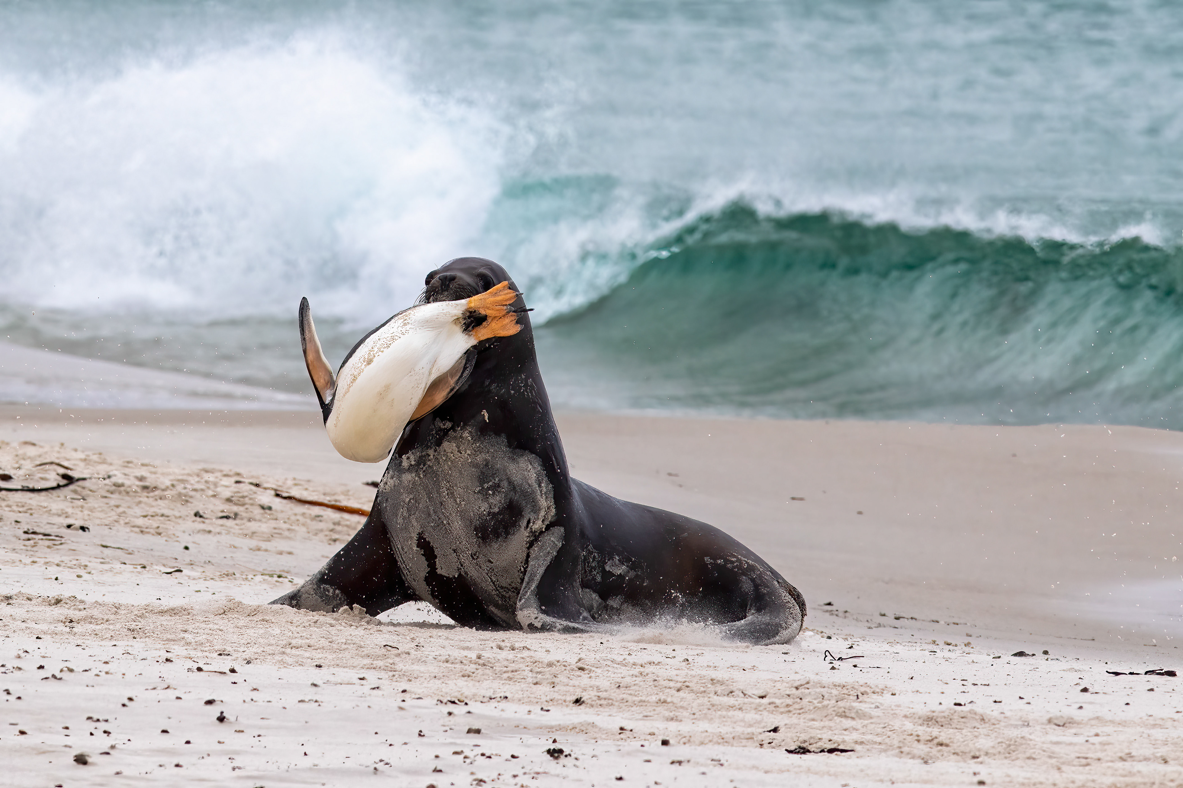 Sealion hunting a Gentoo Penguin - Falklands - RM
