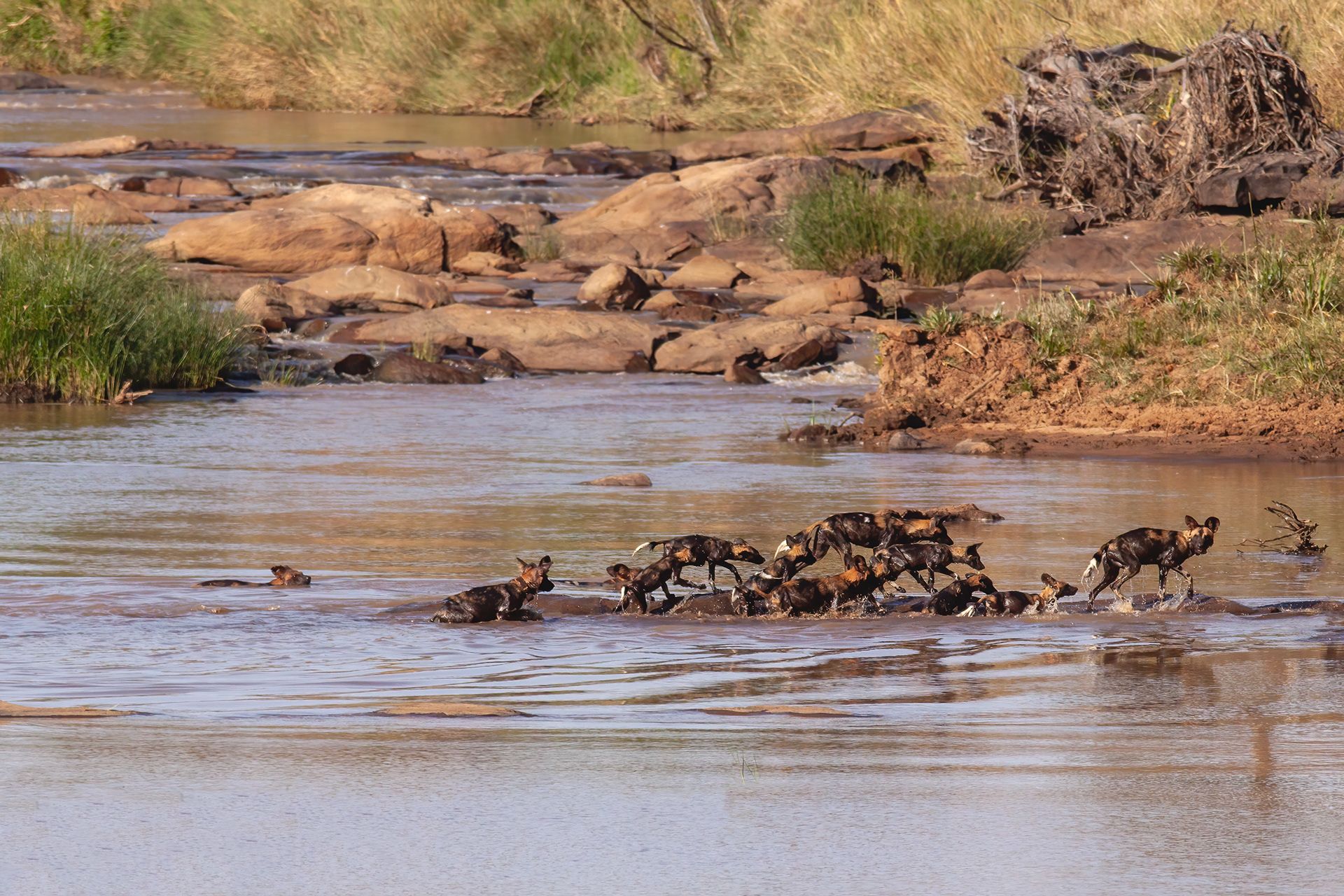 African Wild Dog pup crossing a small river - Kenya - RM