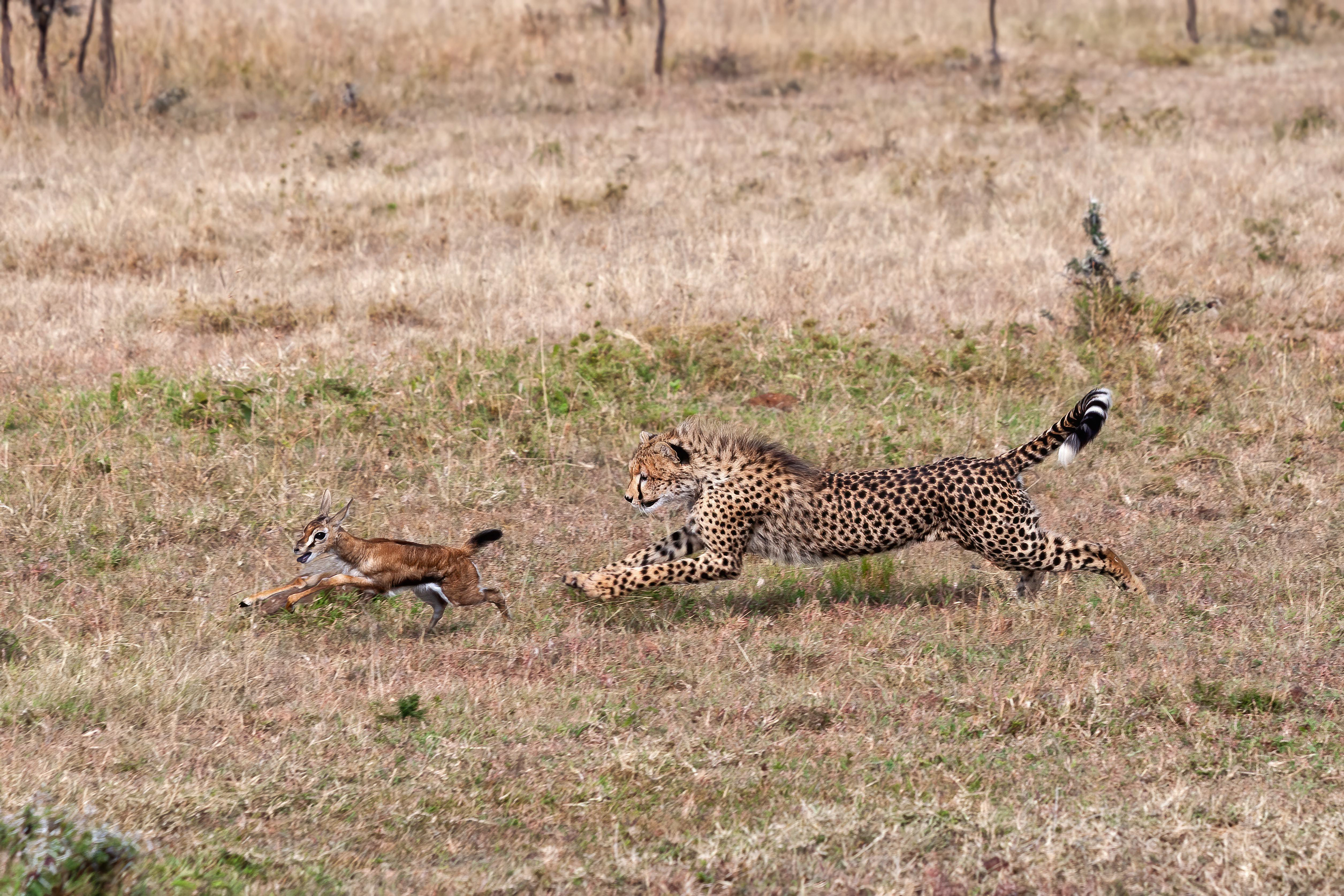 Adolescent cheetah learning to hunt - Masai Mara