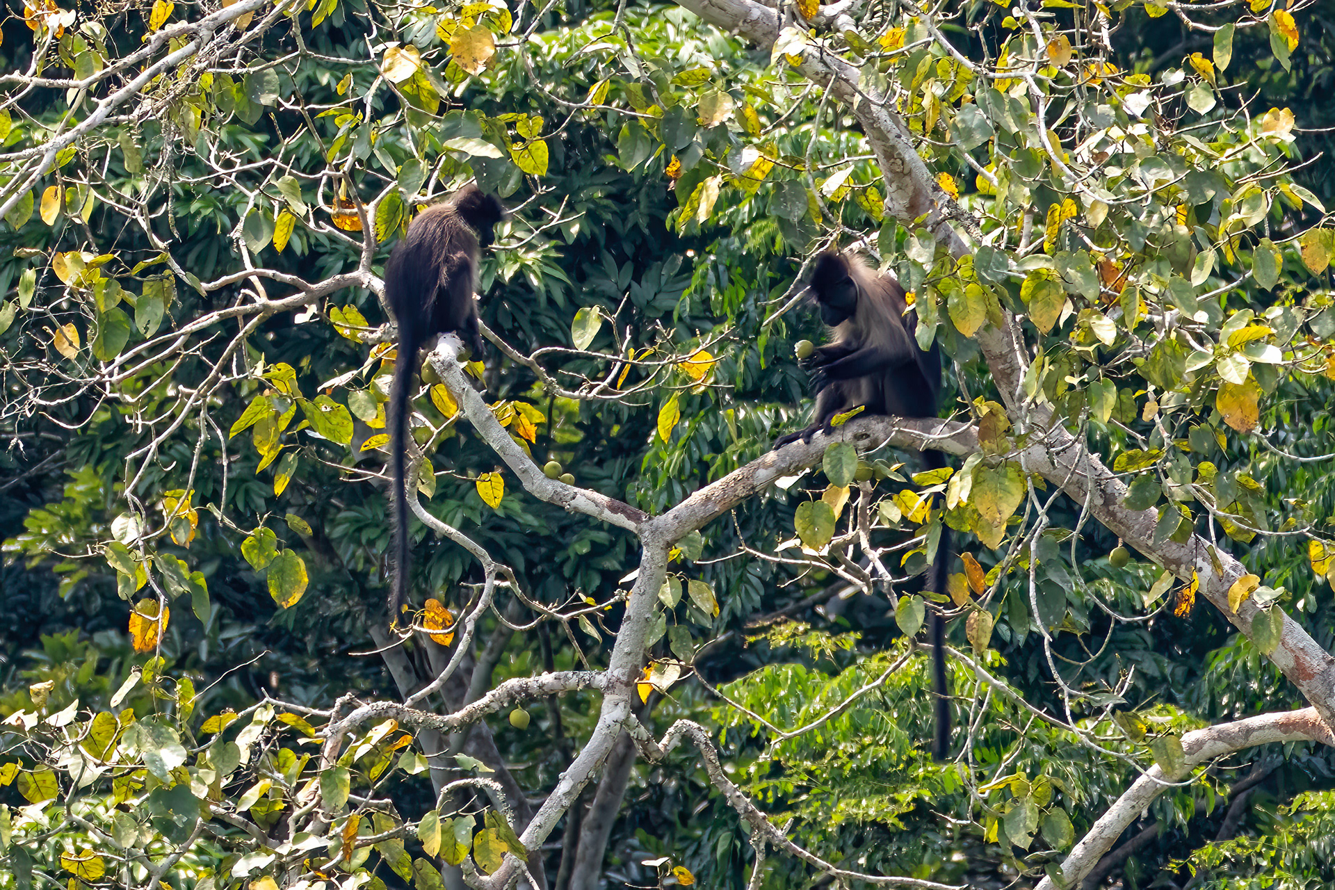 Grey-cheeked Mangabeys feeding in Capitale Bai - Odzala, Republic of Congo 