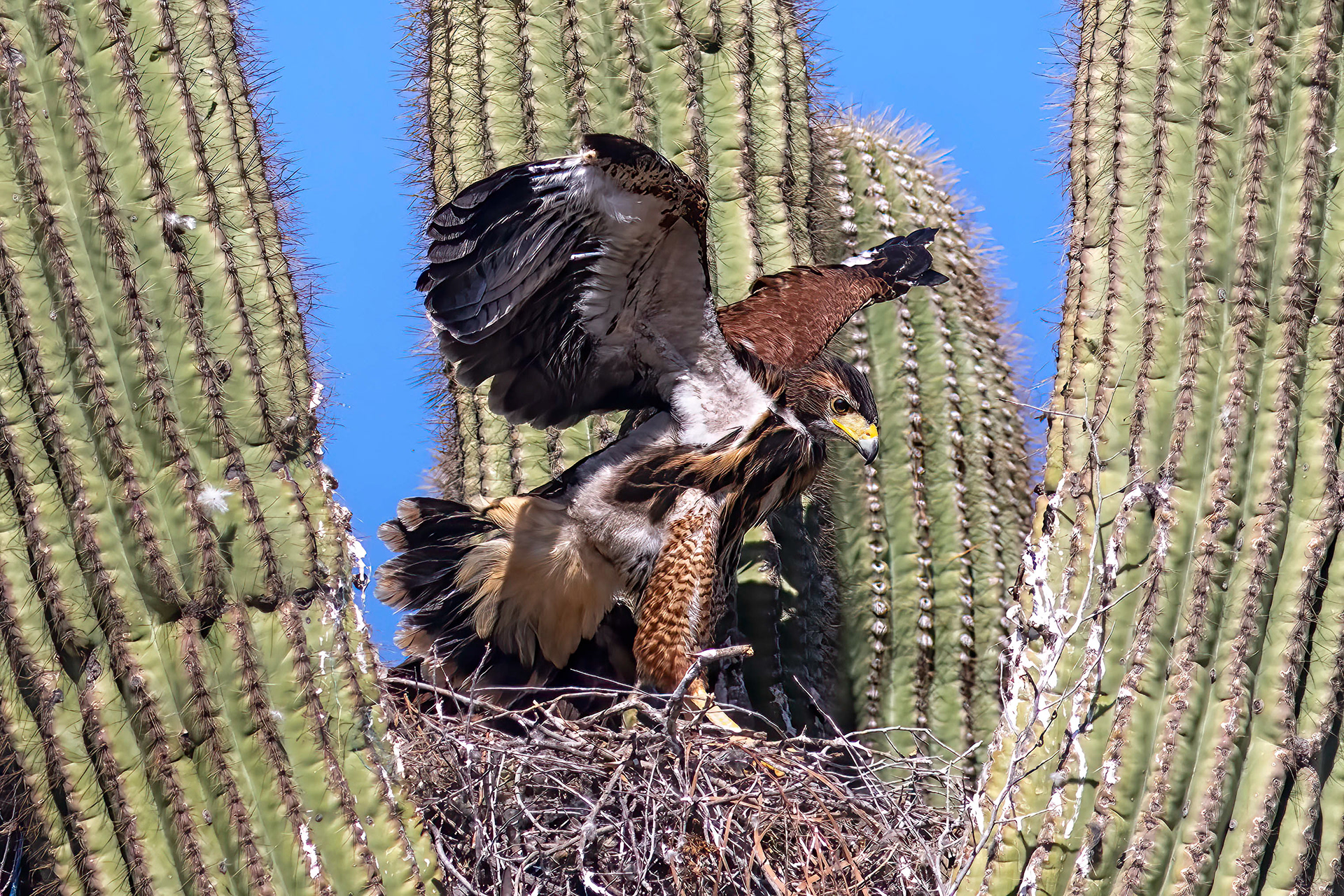 Harris Hawk chick - RM