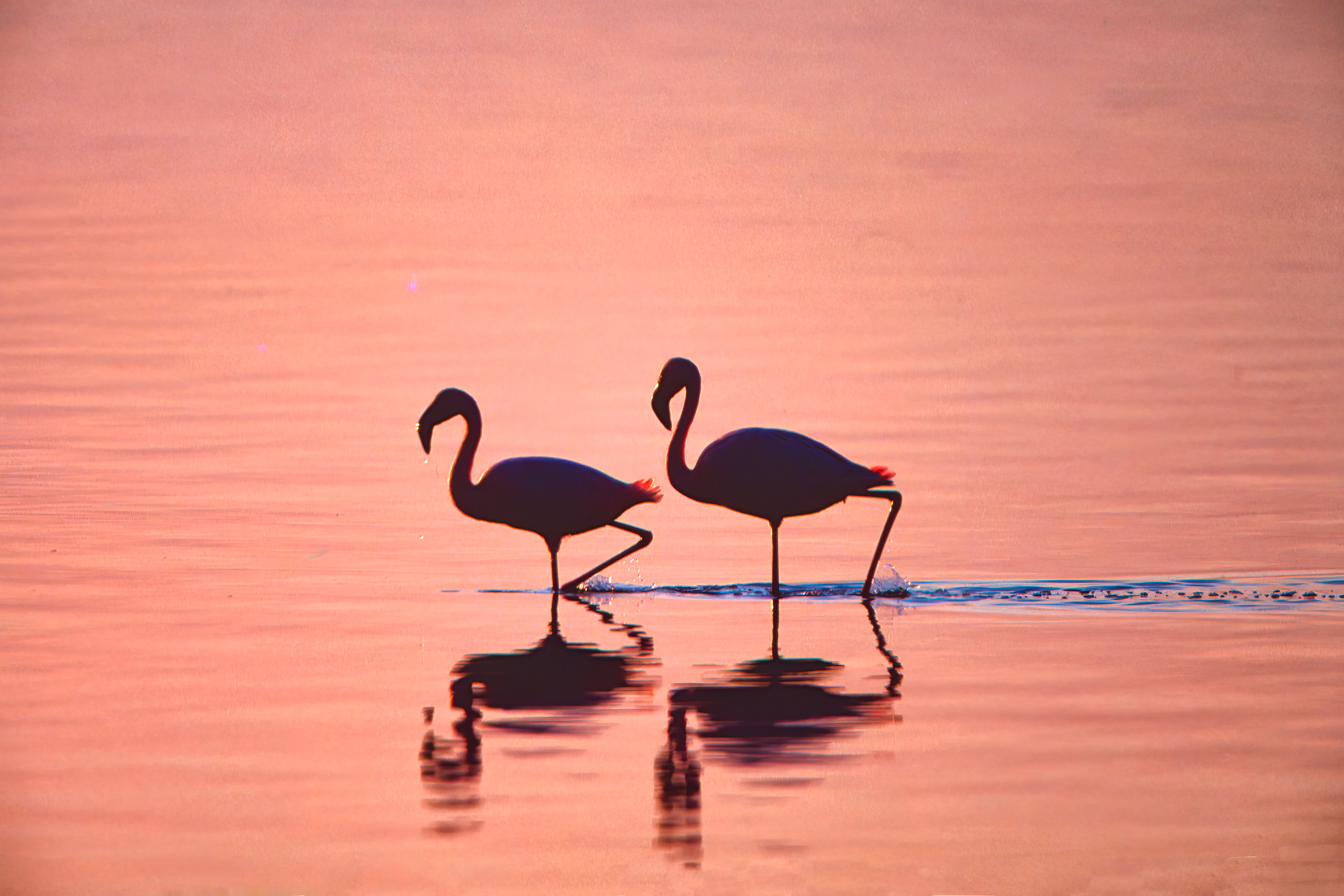 Greater Flamingos - Nakuru