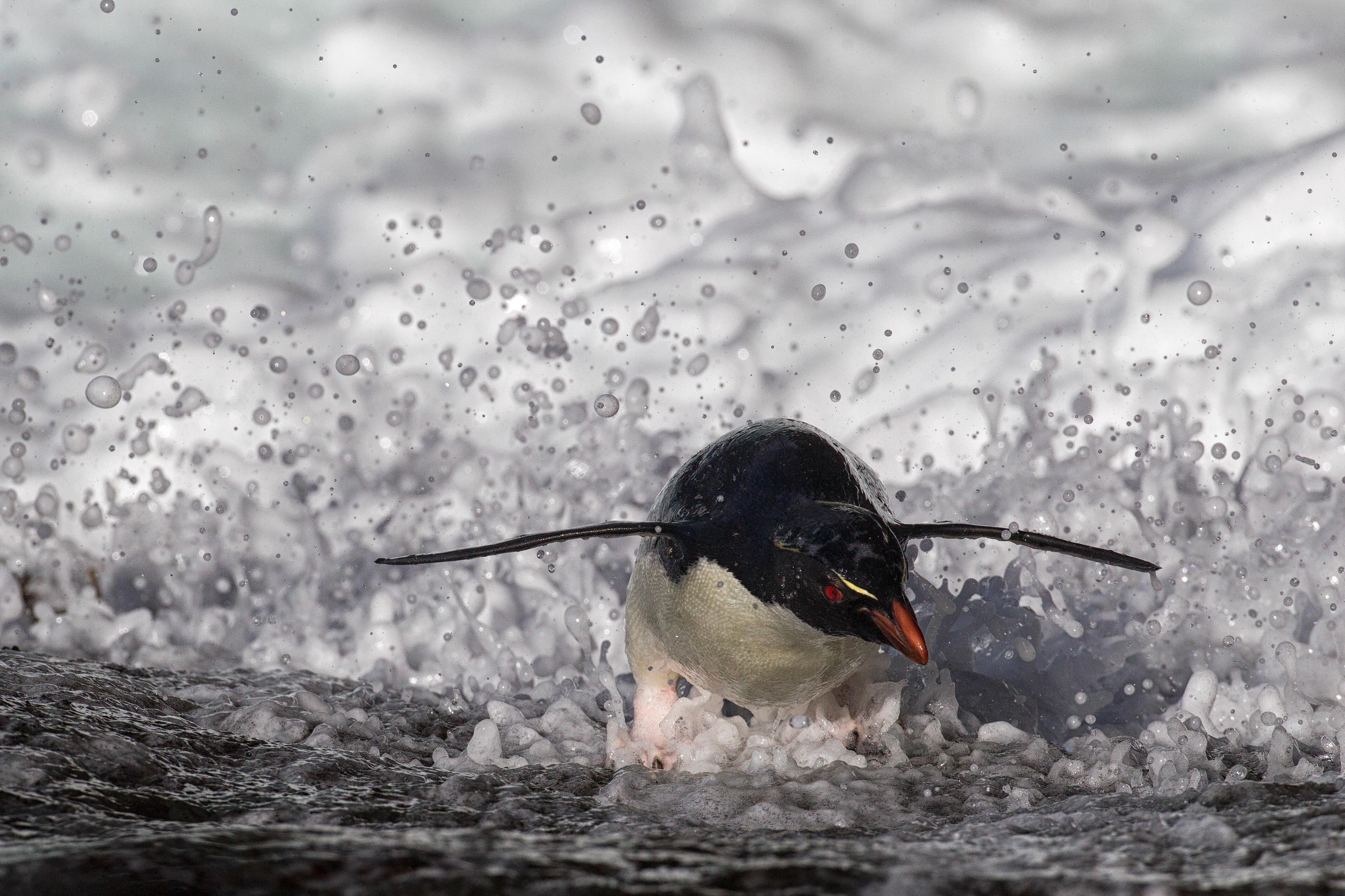 A hardy Rockhopper Penguin using the surf to climb a steep rock face to return to the colony - Falklands