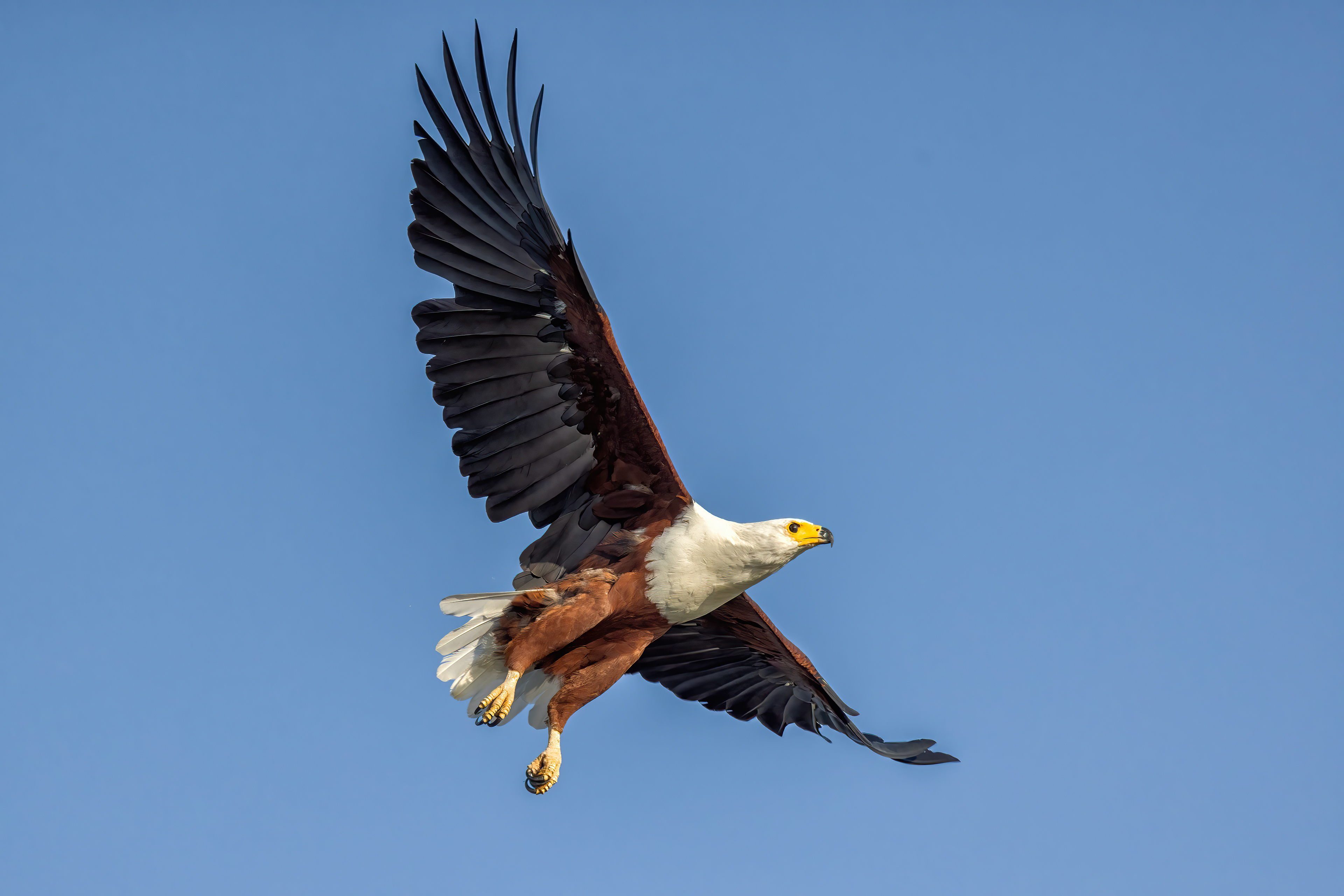 African Fish Eagle - Murchison Falls, Uganda - RM