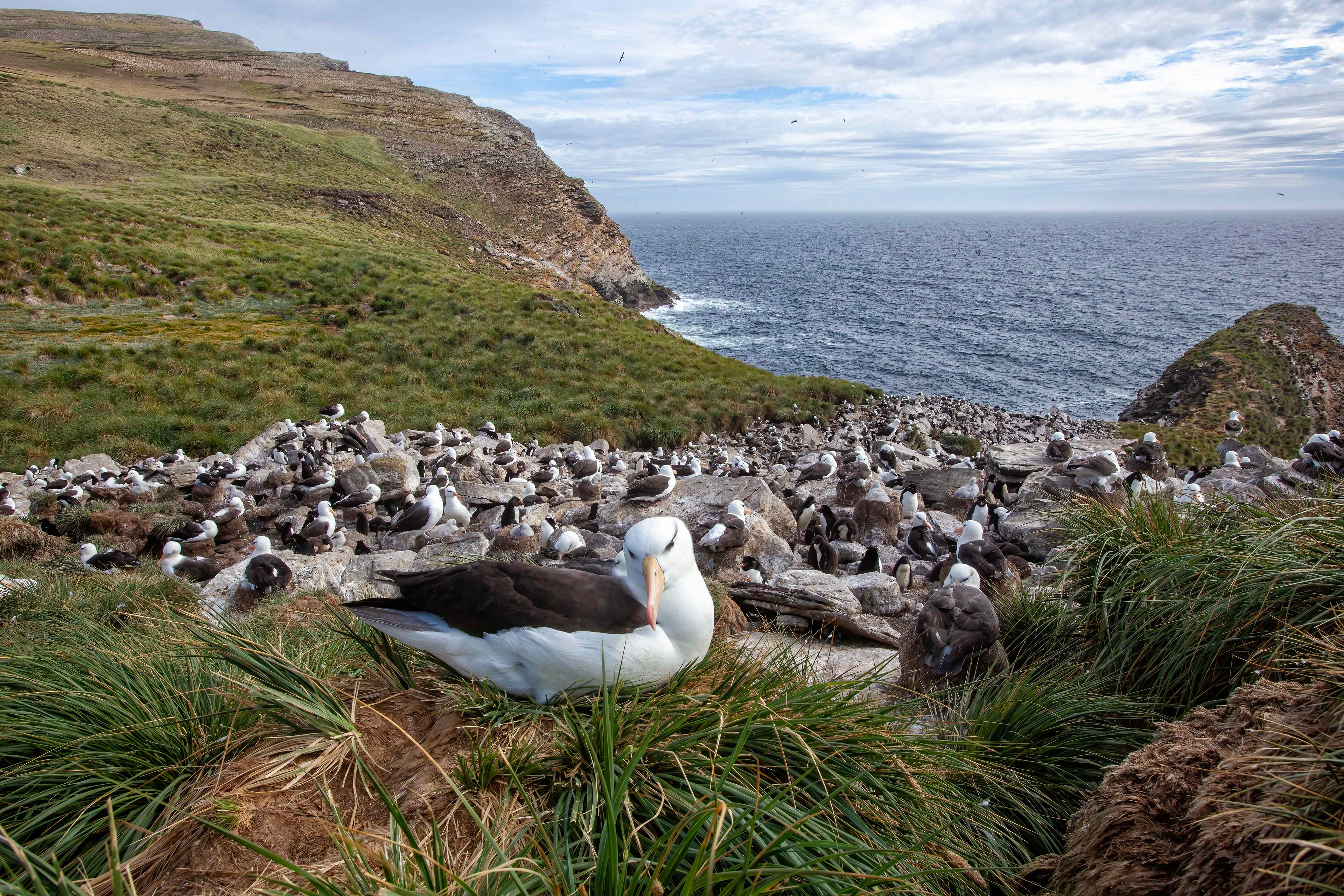 Black-browed Albatross colony on West Point - Falklands