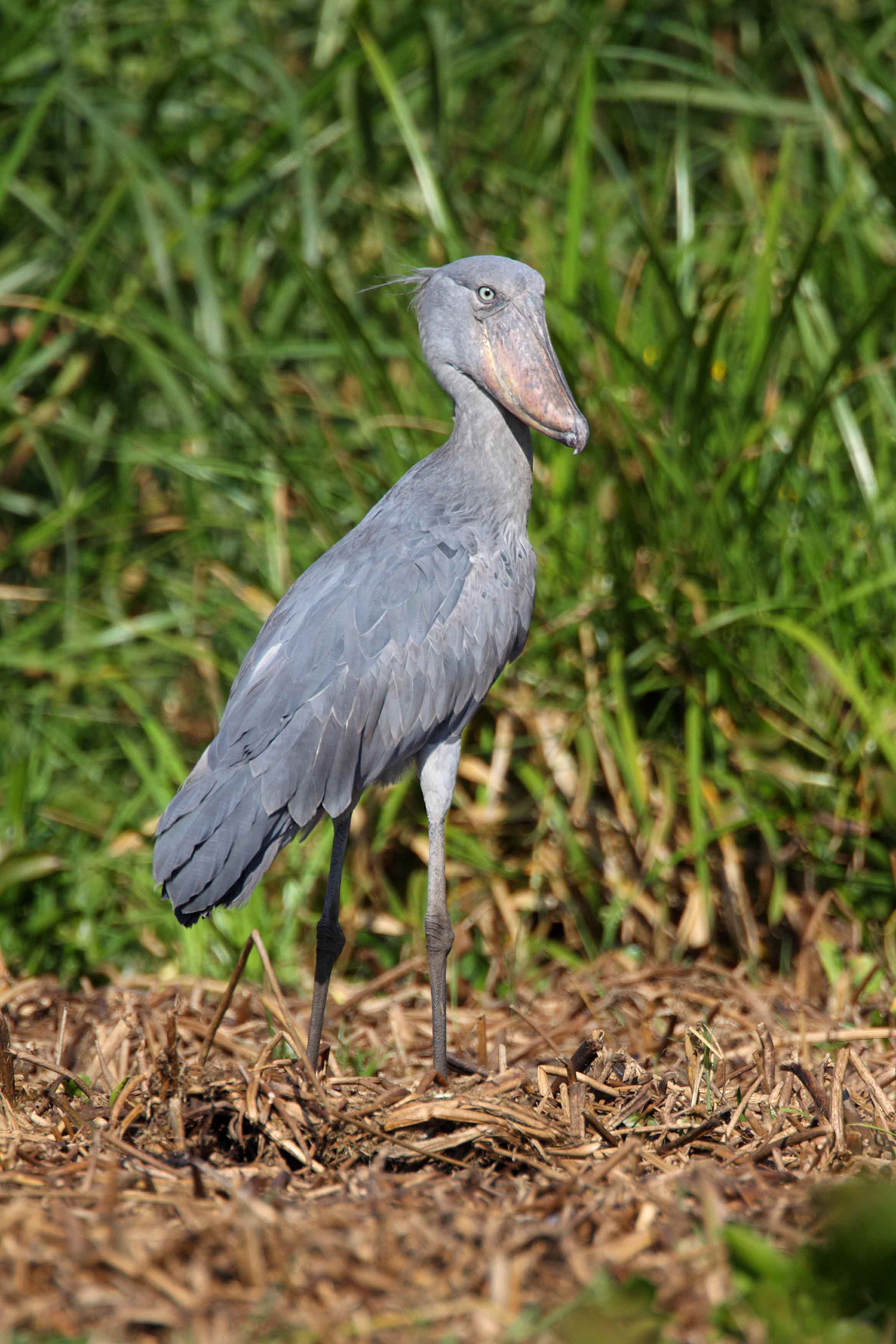 a rare Shoebill Stork - Uganda