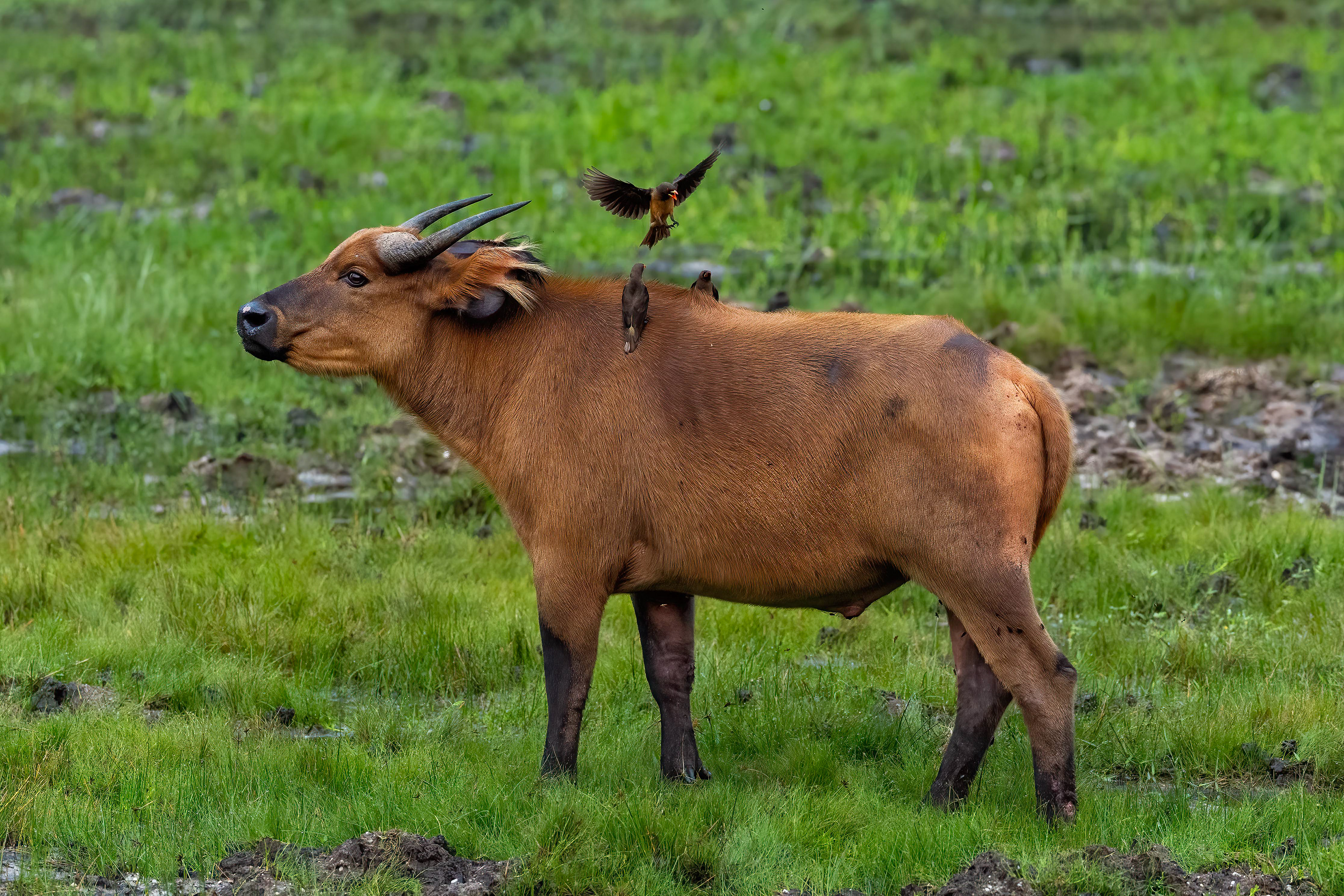 Ox-peckers hitching a ride on a Forest Buffalo at Moba Pool - Odzala Republic of Congo