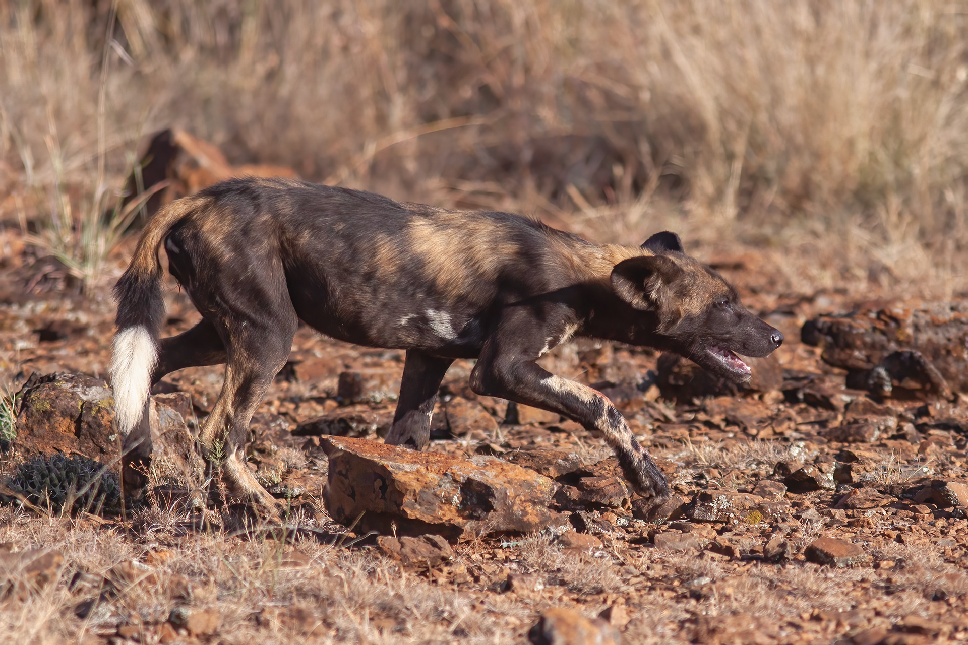 African Wild Dog - Kenya - RM