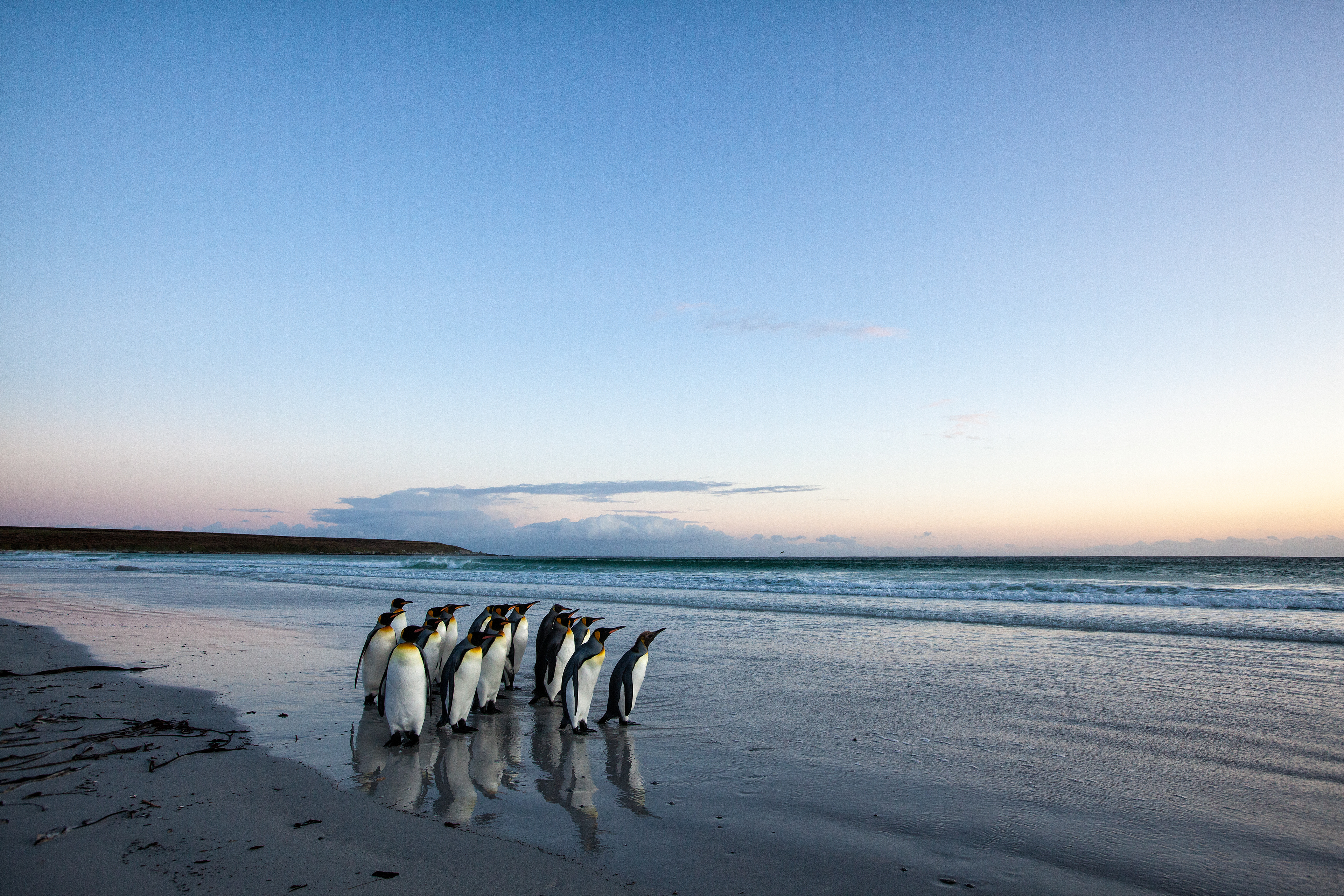 King Penguins before sunrise - Falklands