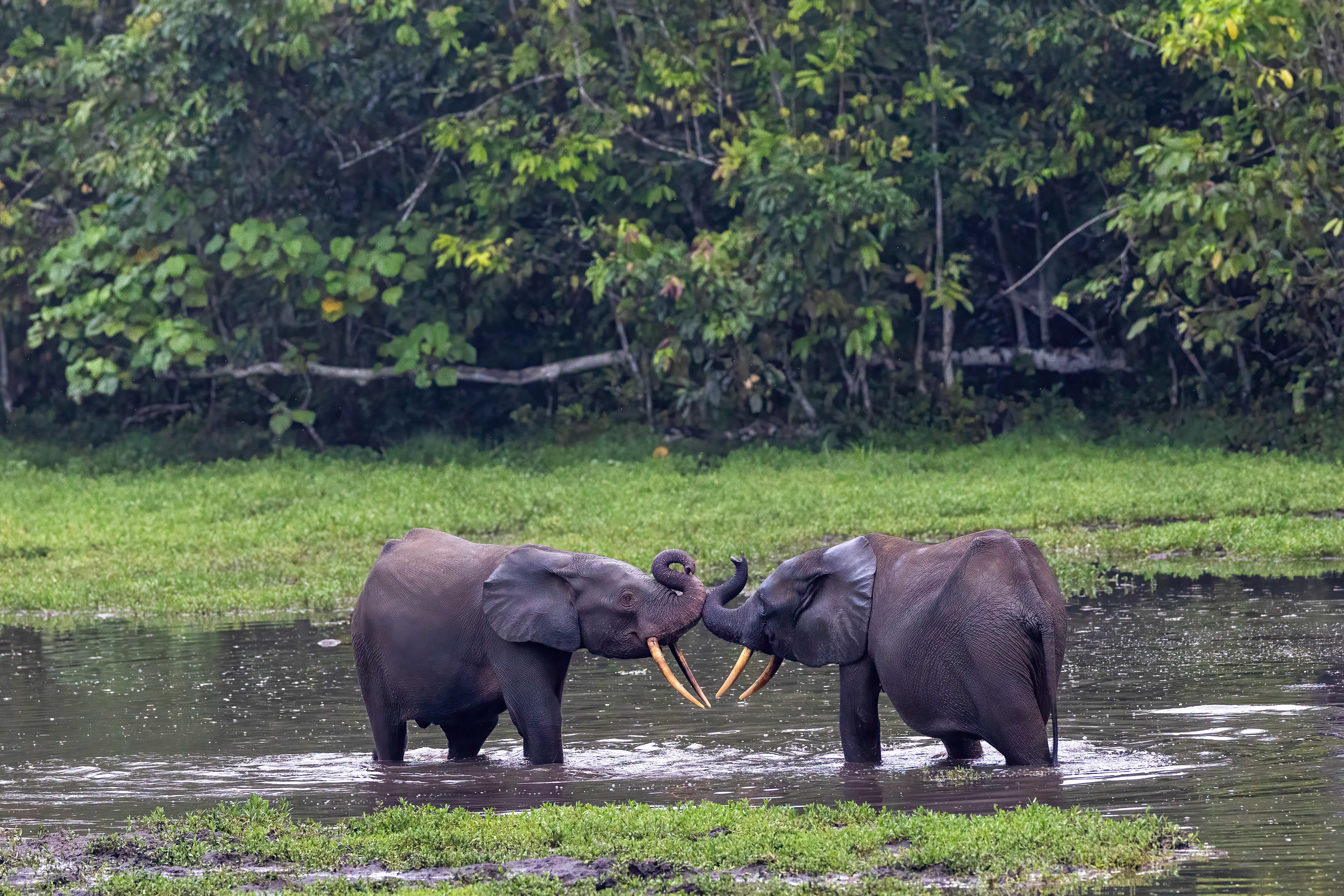 Forest Elephants play-fighting - Odzala, Republic of Congo